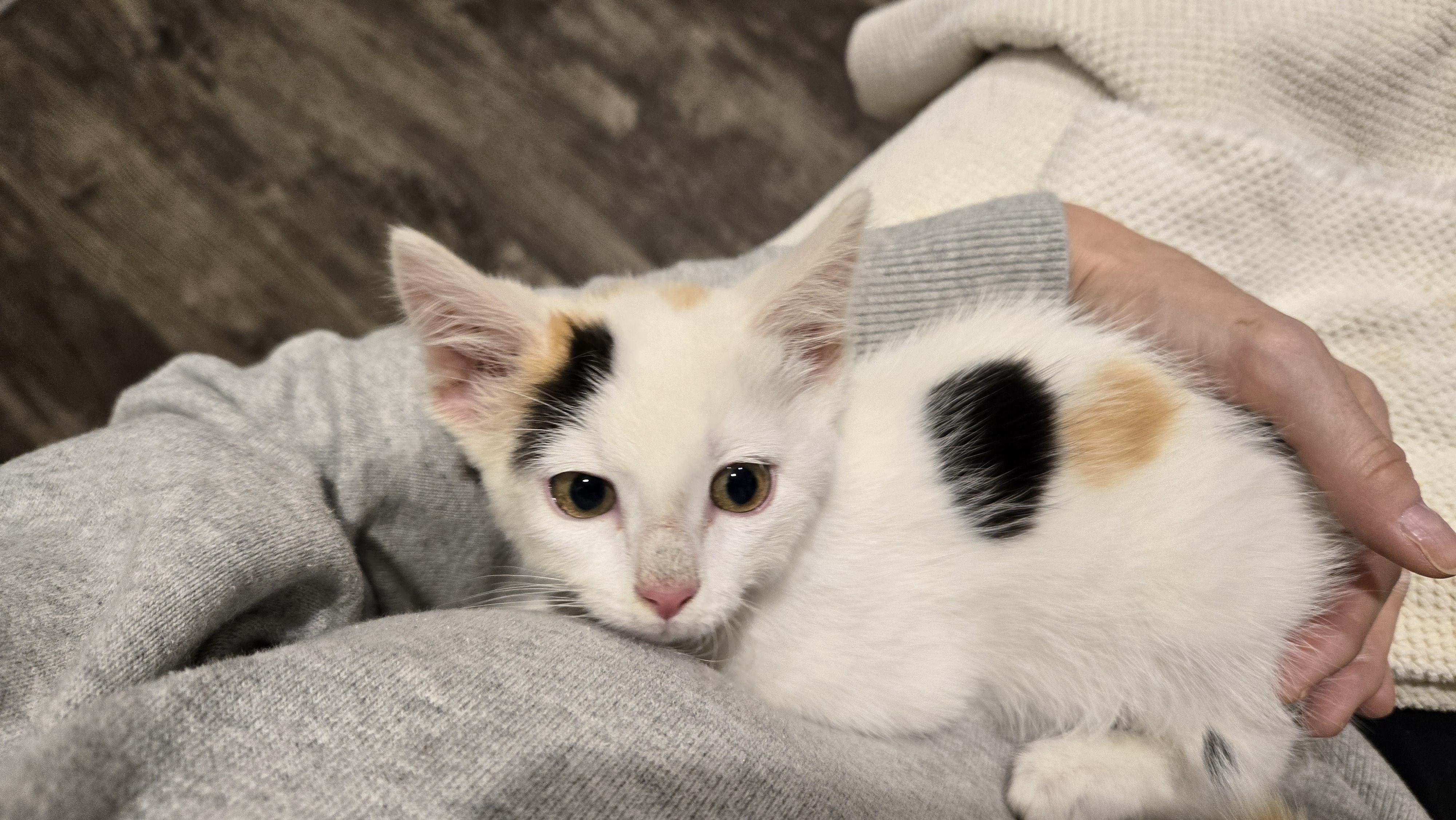 Sabrina, an adopted Domestic Short Hair in Bloomsdale, MO image 1/2