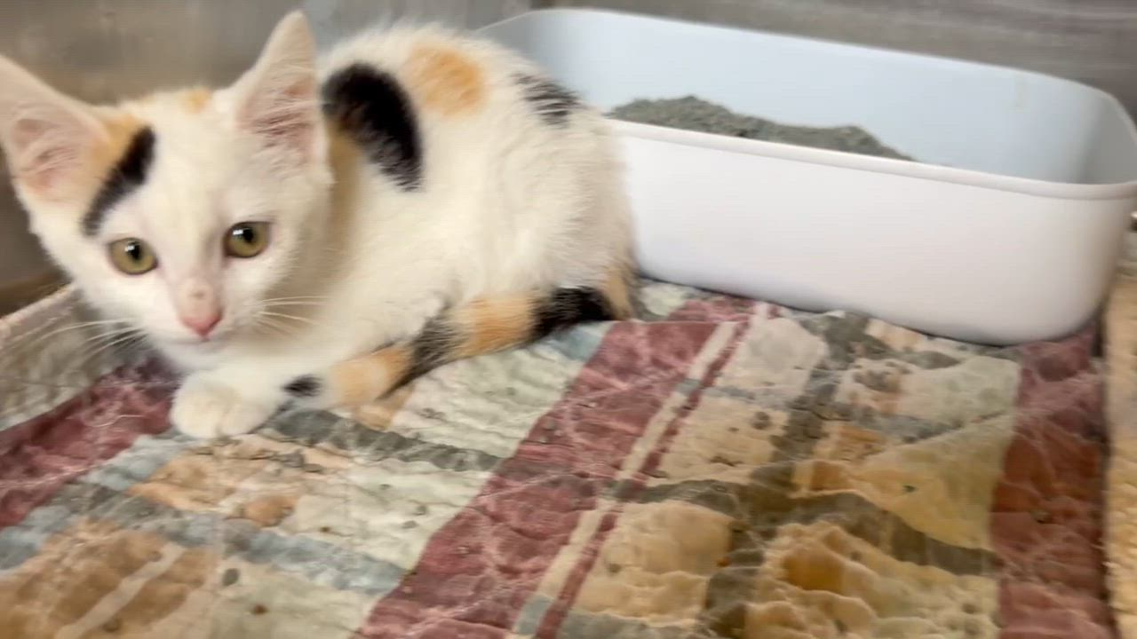 Enlarge Sabrina, an adopted Domestic Short Hair in Bloomsdale, MO video 2/2