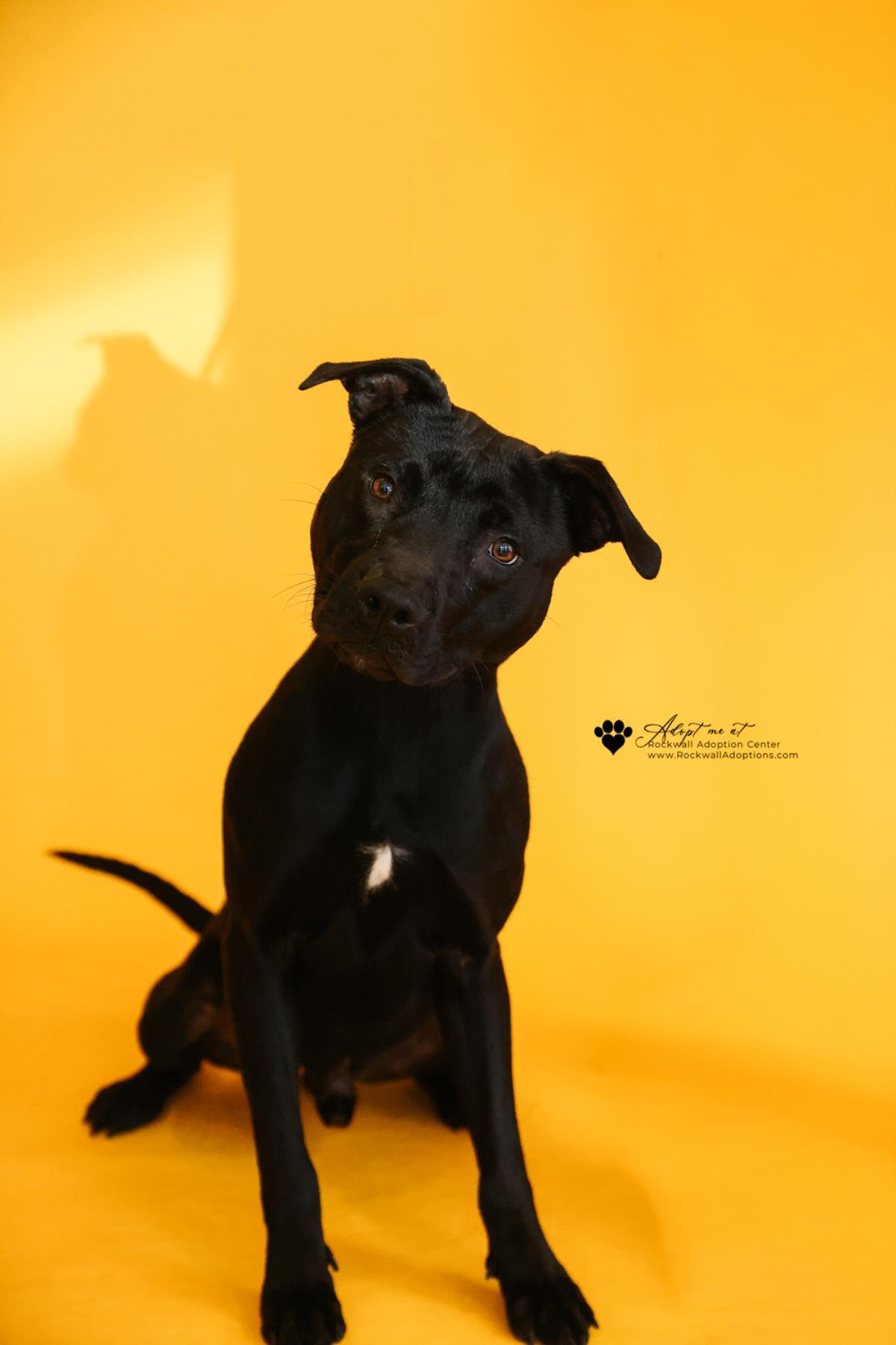 Guinness, a Adoptable mixed breed in Rockwall, TX image 1/3
