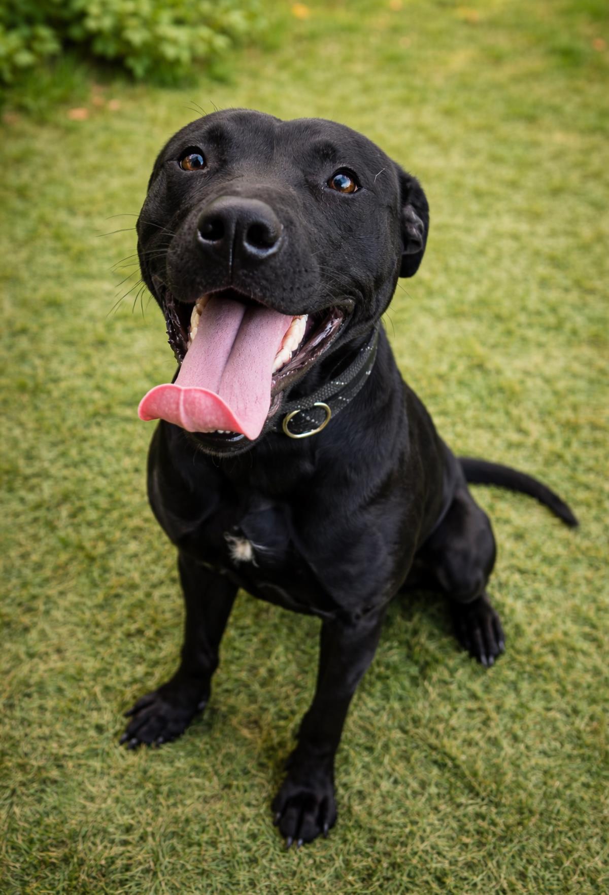 Guinness, a Adoptable mixed breed in Rockwall, TX image 2/3