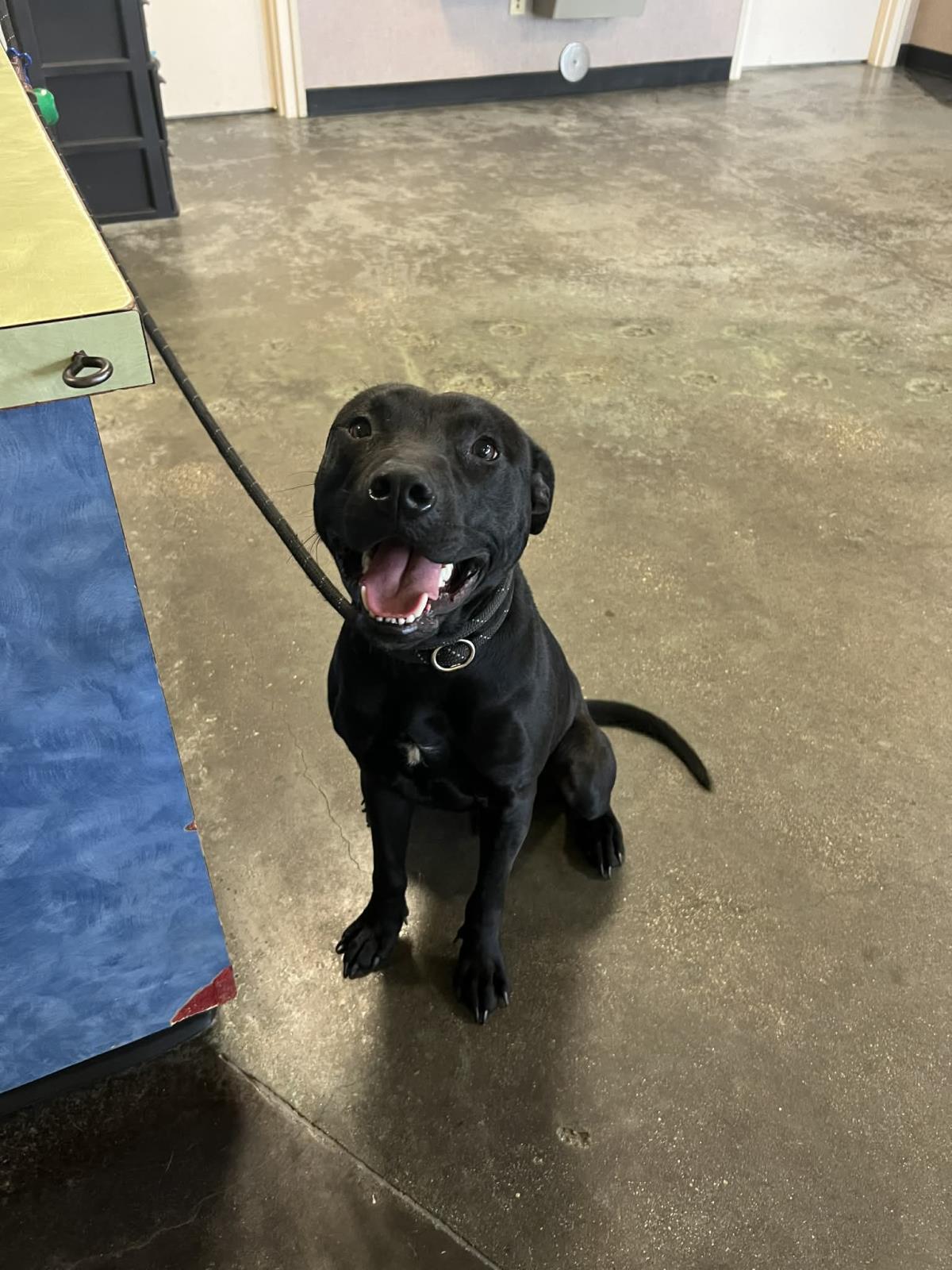 Guinness — thumbnail 2