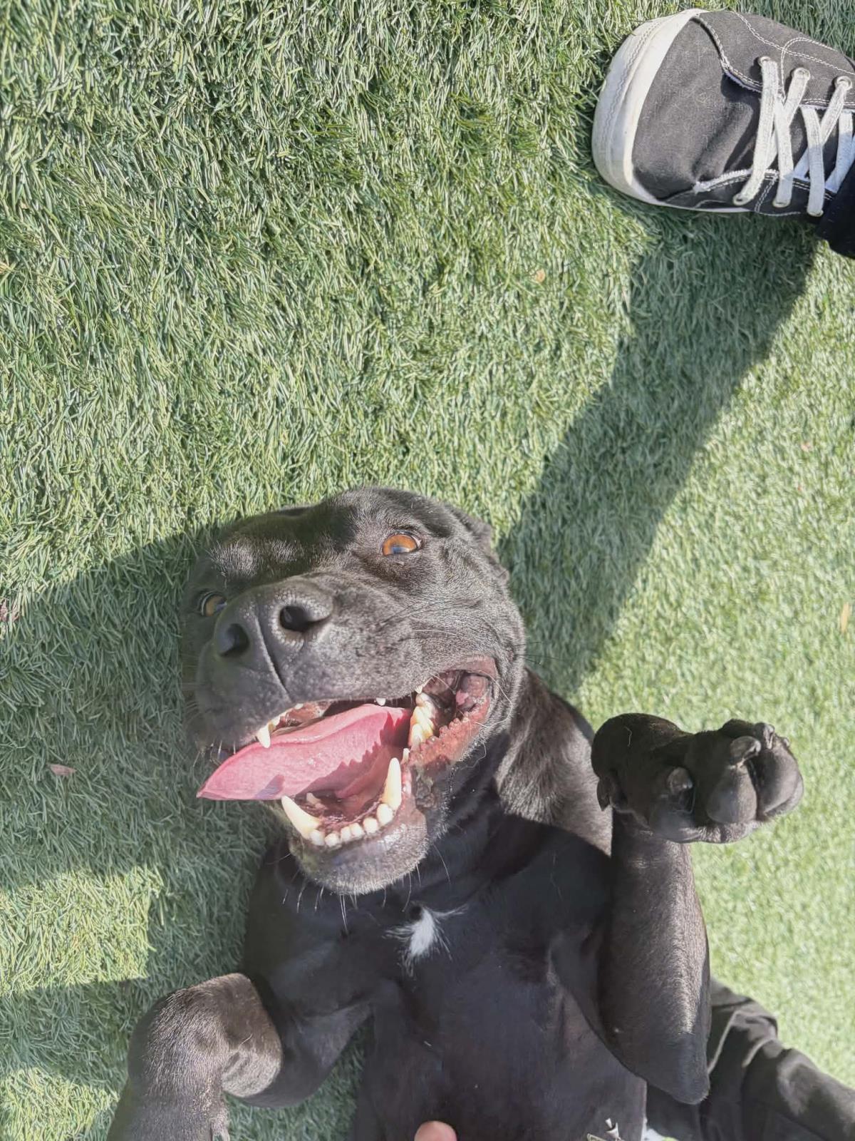 Guinness, Adoptable, Adult Male Pit Bull Terrier & Labrador Retriever.