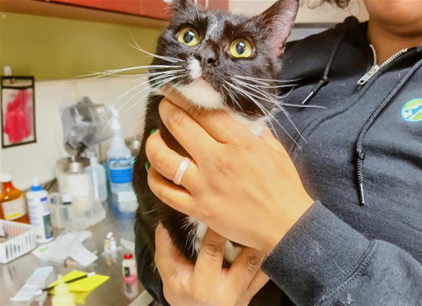 Enlarge CHANEL, a Adoptable Domestic Short Hair in Chapel Hill, NC image 1/1