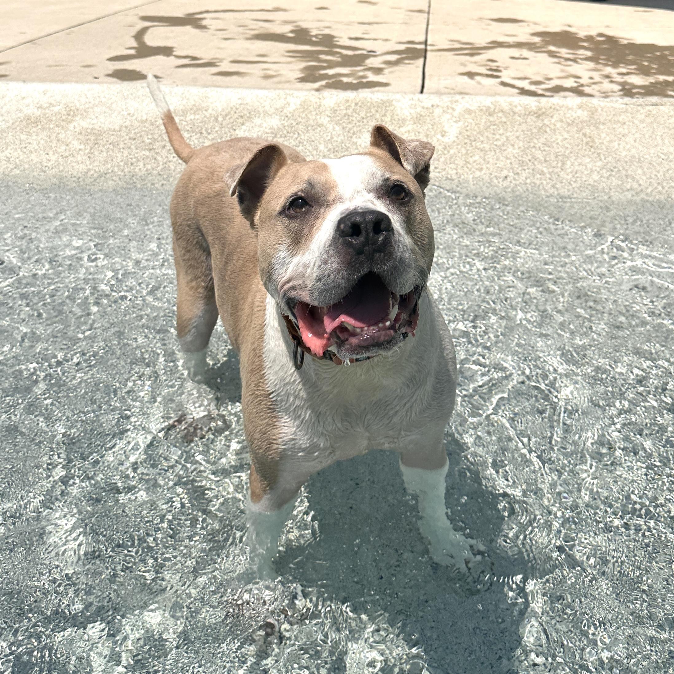 Buttons, Senior Male Mixed Breed