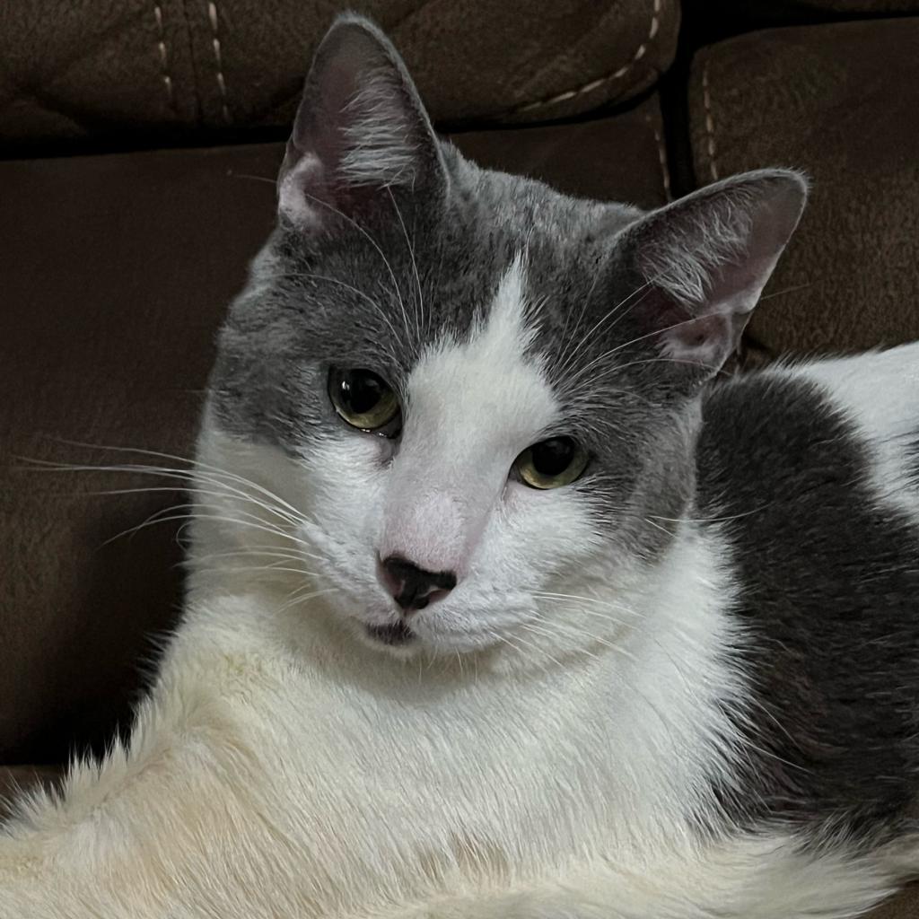 Cattywampus photo 2