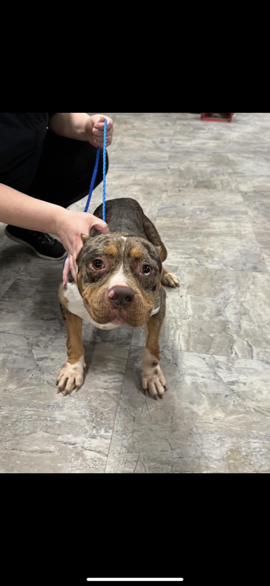 Praline, Adoptable, Adult Female Pit Bull Terrier & Pit Bull Terrier.