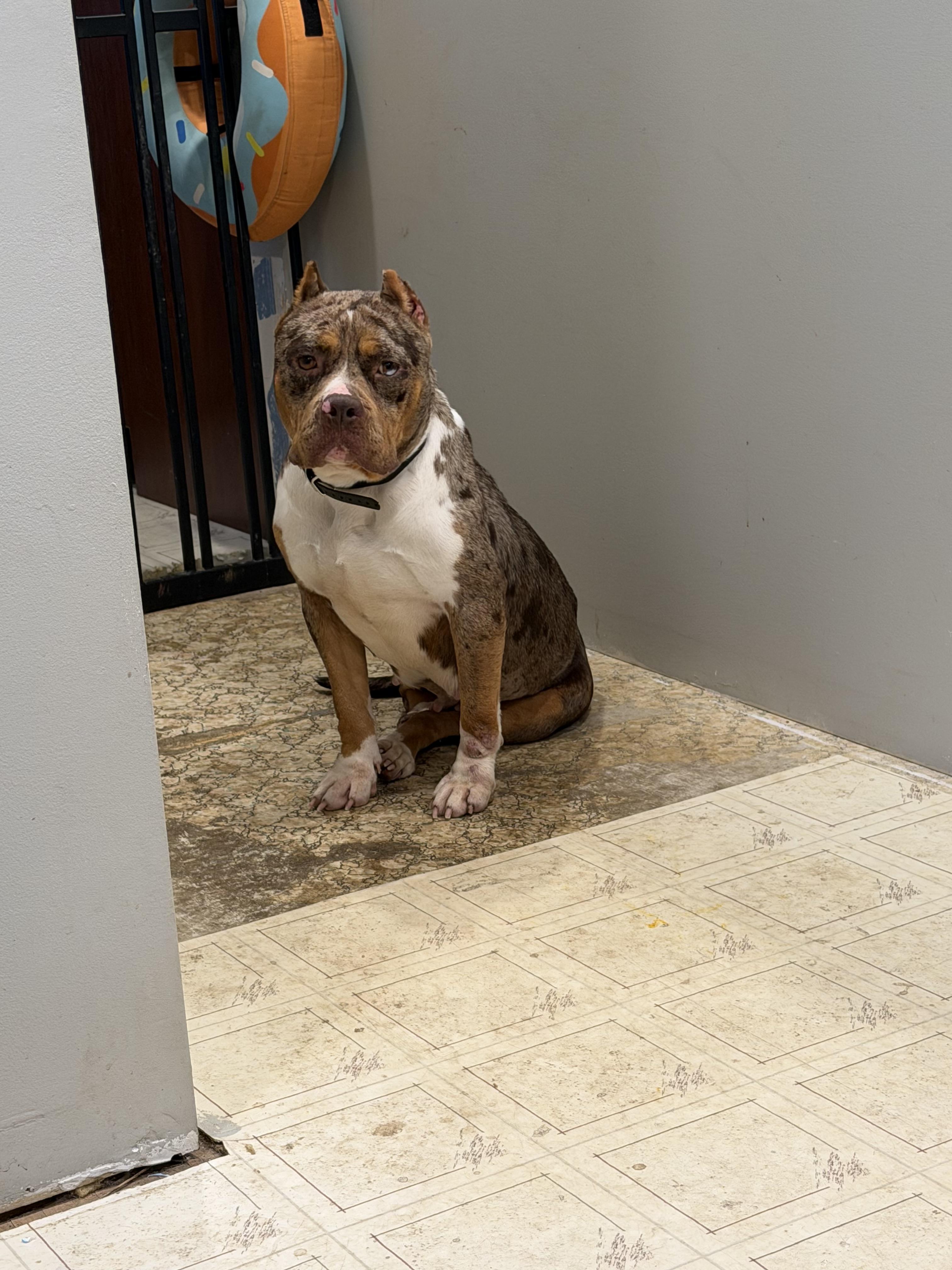 Praline, Adoptable, Adult Female Pit Bull Terrier & Pit Bull Terrier.