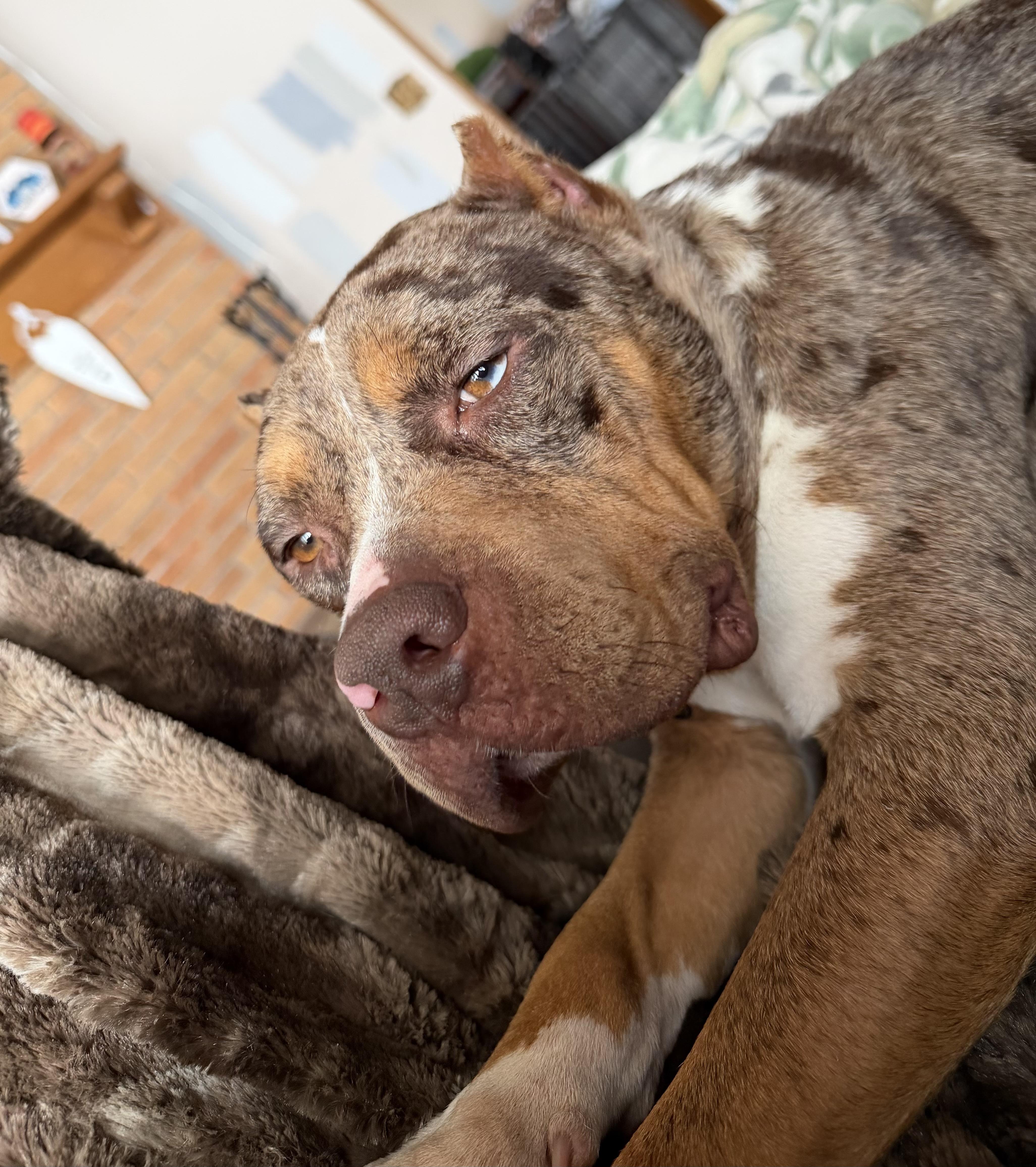 Enlarge Praline, a Adoptable mixed breed in Minneapolis, MN image 3/6