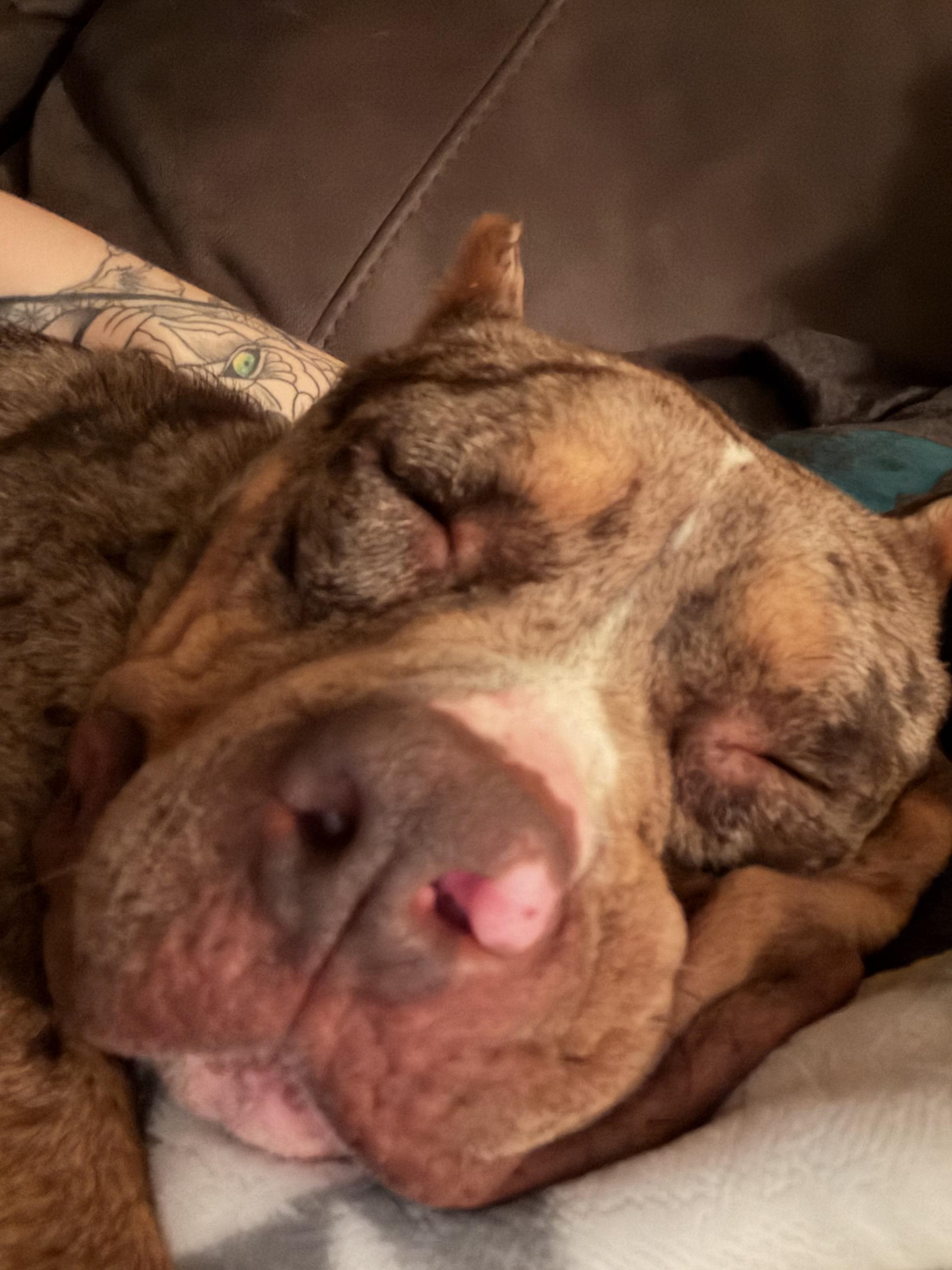 Praline, a Adoptable mixed breed in Minneapolis, MN image 3/6