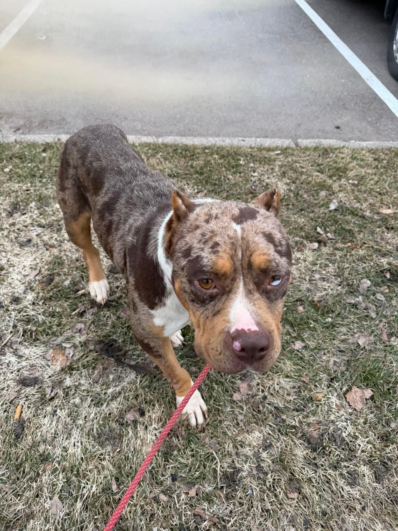 Enlarge Praline, a Adoptable mixed breed in Minneapolis, MN image 4/6