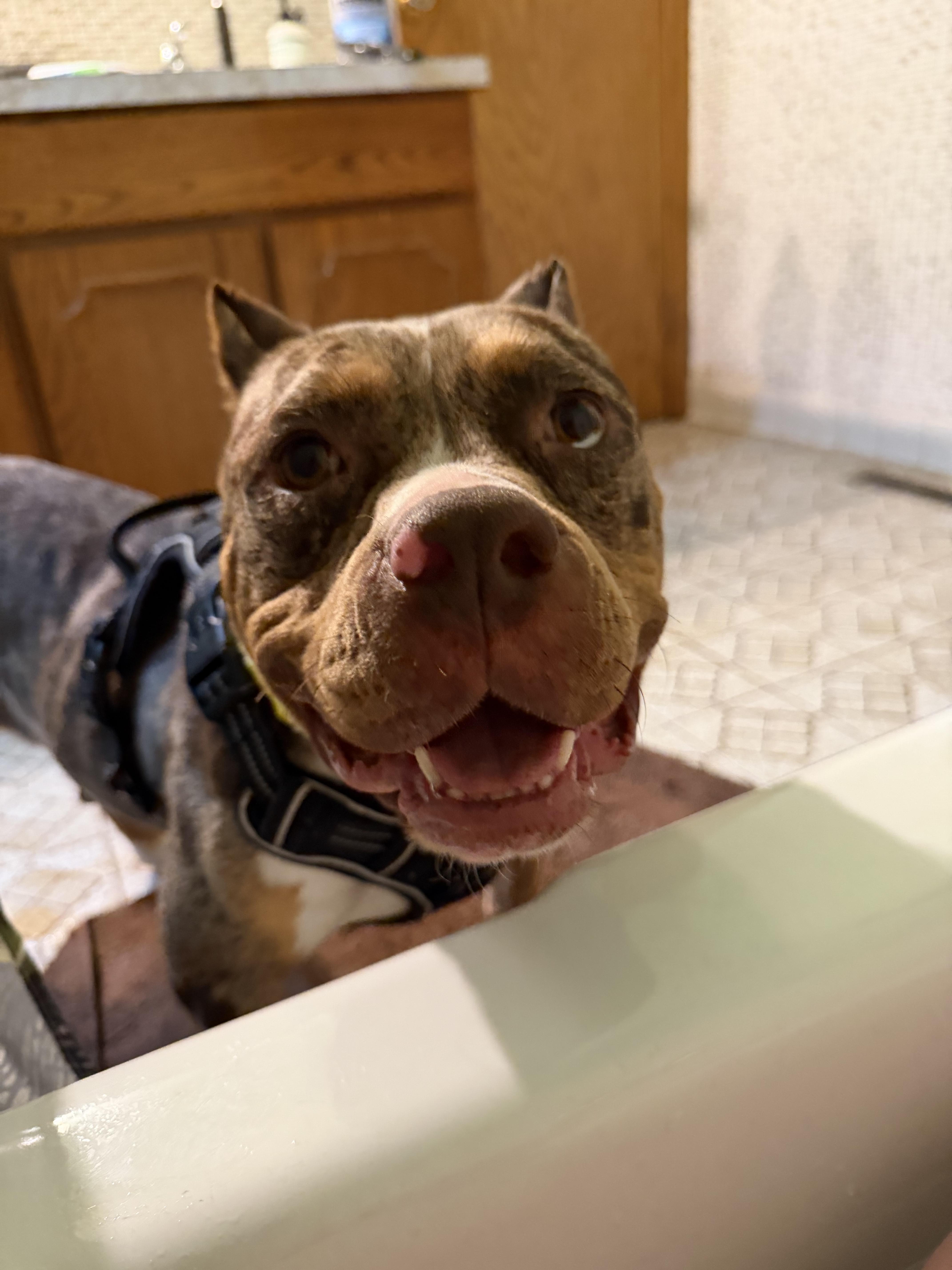 Praline, a Adoptable mixed breed in Minneapolis, MN image 4/6