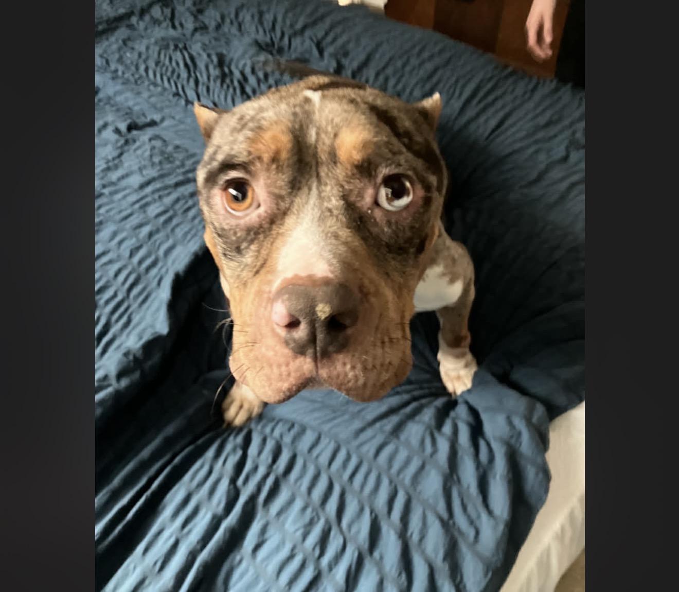 Enlarge Praline, a Adoptable mixed breed in Minneapolis, MN image 5/6