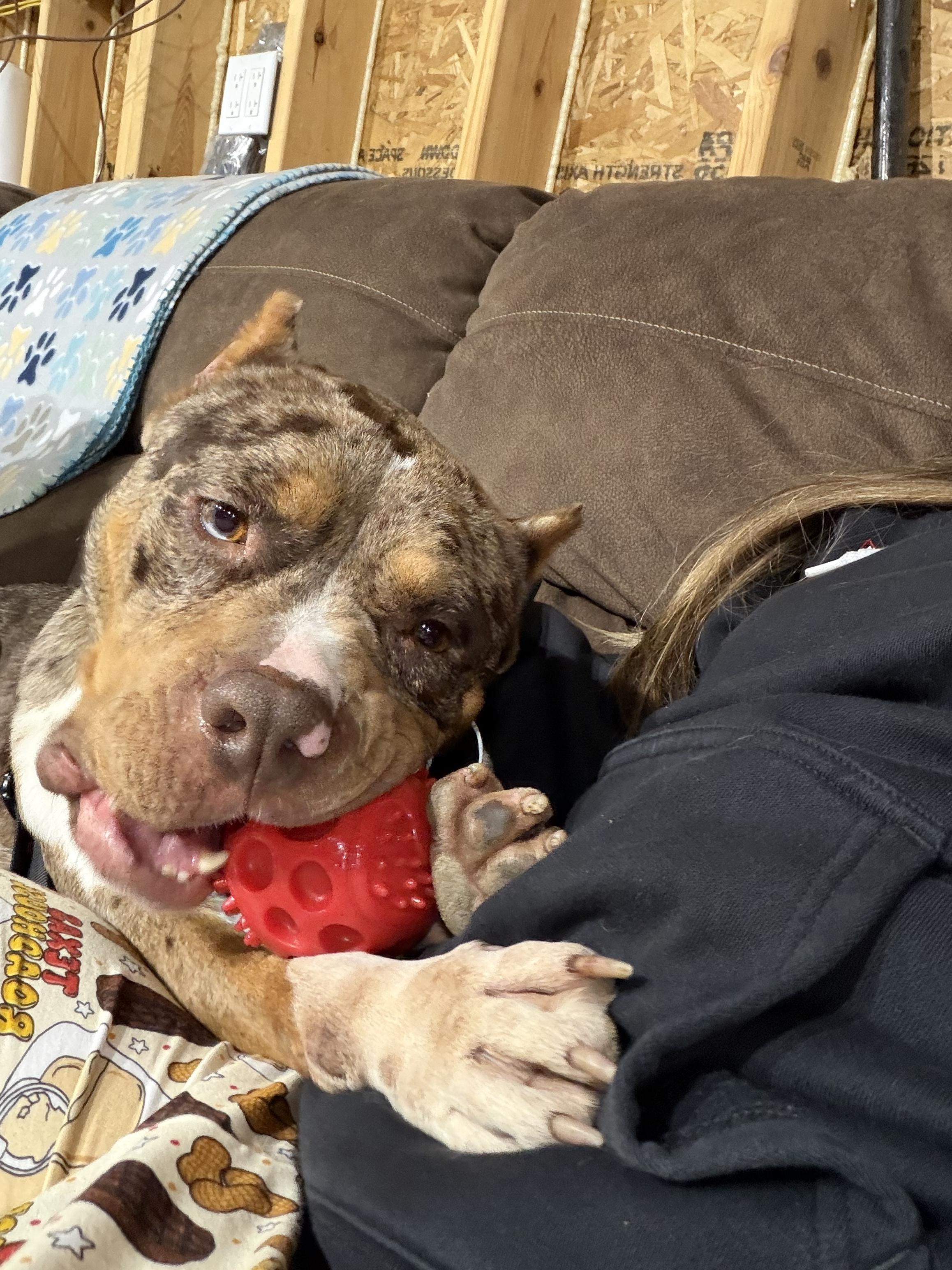 Enlarge Praline, a Adoptable mixed breed in Minneapolis, MN image 6/6