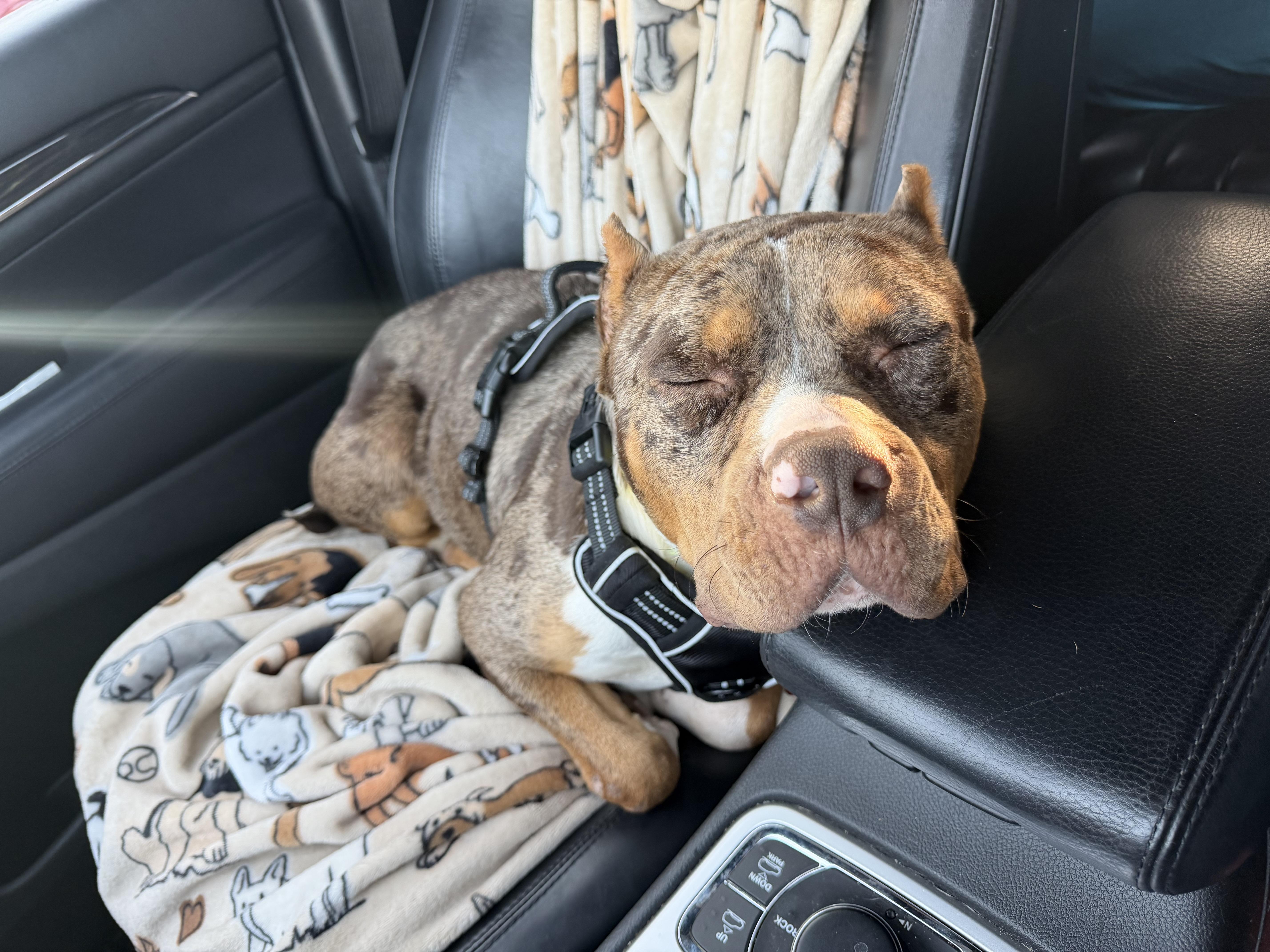 Praline, a Adoptable mixed breed in Minneapolis, MN image 6/6
