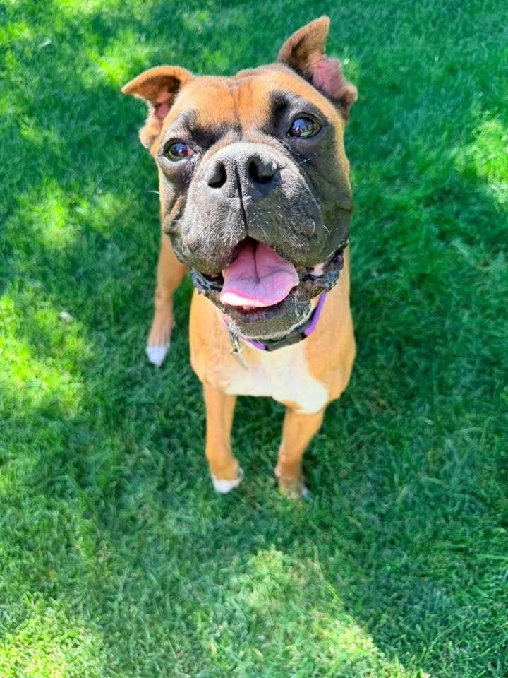 Ming, Adoptable, Young Female Boxer.