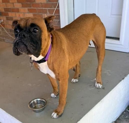 Ming, a Adoptable Boxer in Denver, CO image 2/4