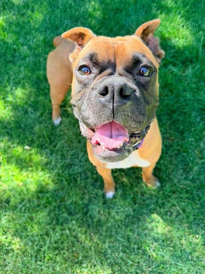 Ming, a Adoptable Boxer in Denver, CO image 3/4