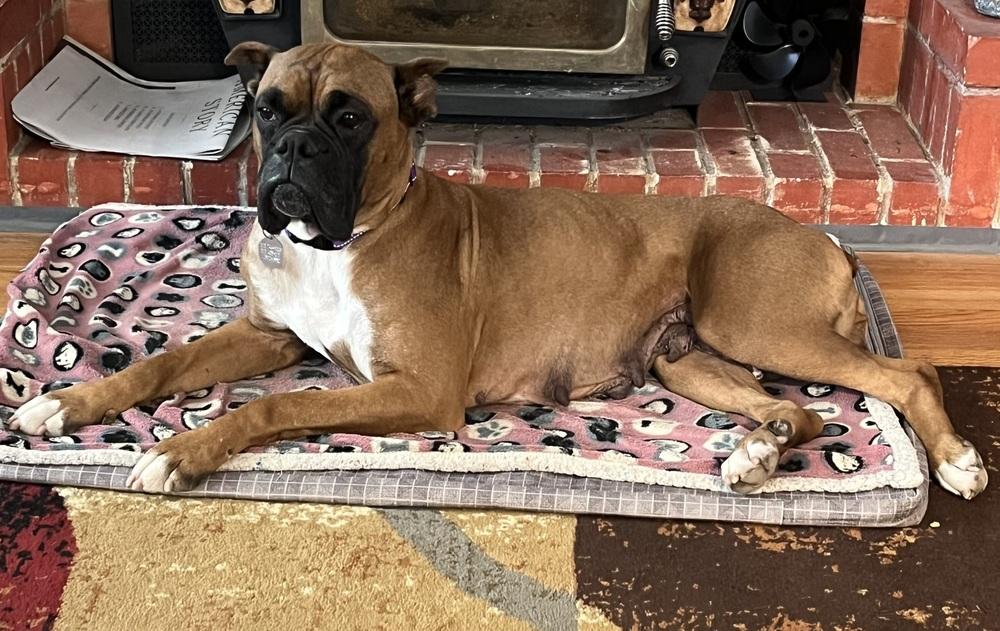 Ming, a Adoptable Boxer in Denver, CO image 4/4