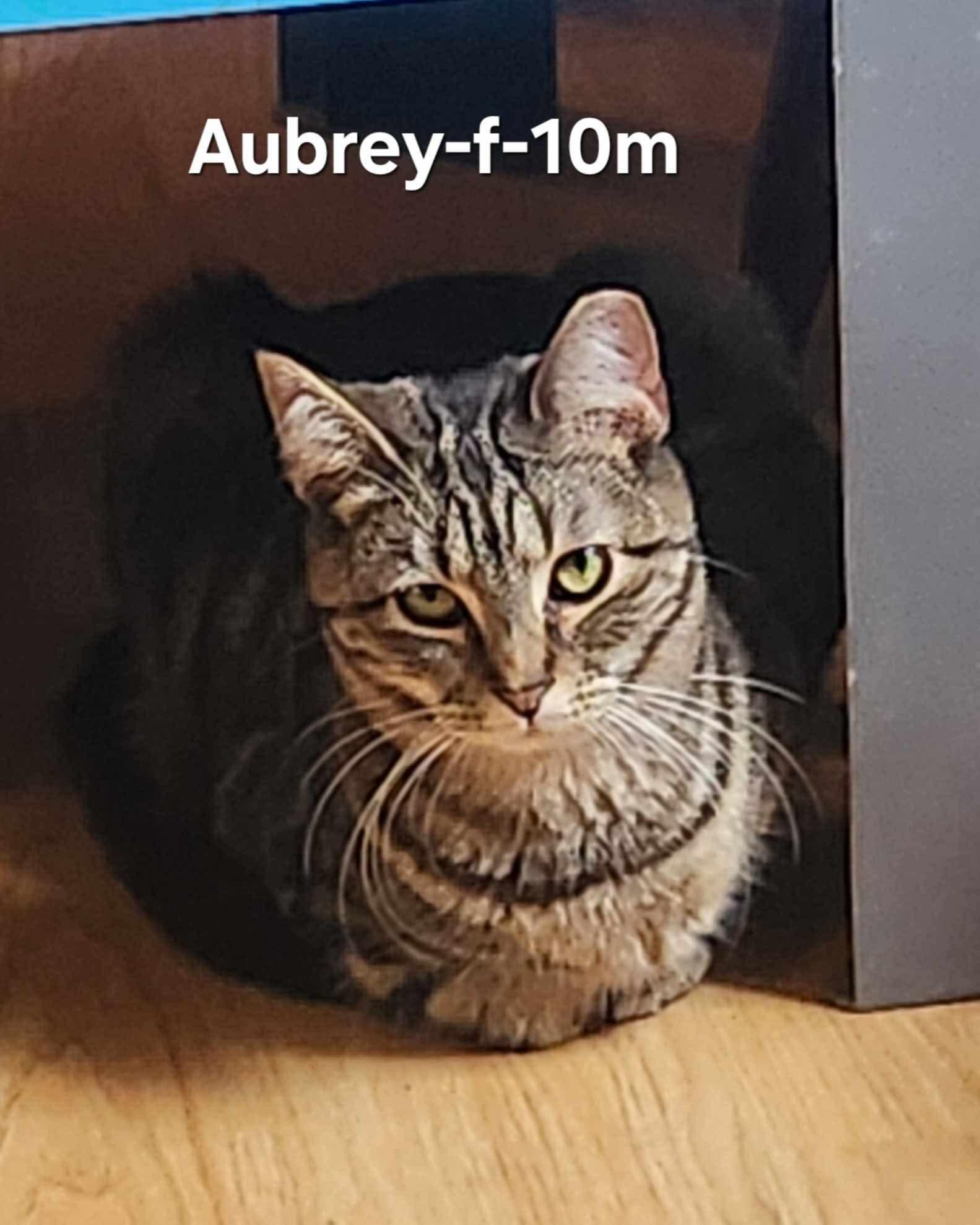Aubrey, Baby Female Domestic Short Hair