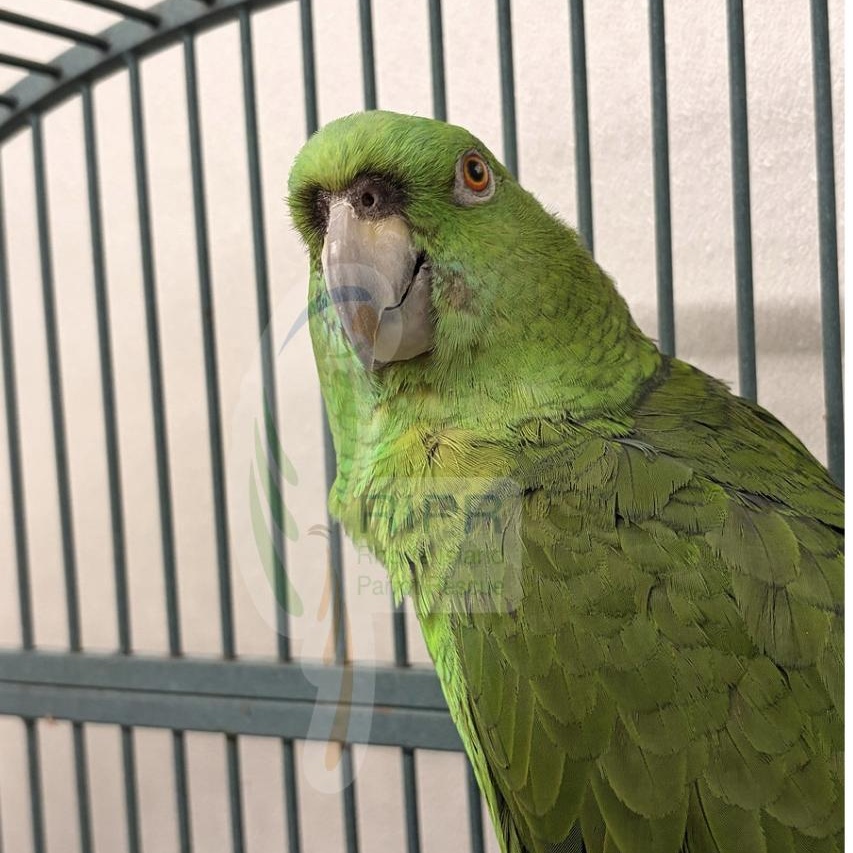 Enlarge Buddy, a Adoptable Amazon in Warwick, RI image 3/3