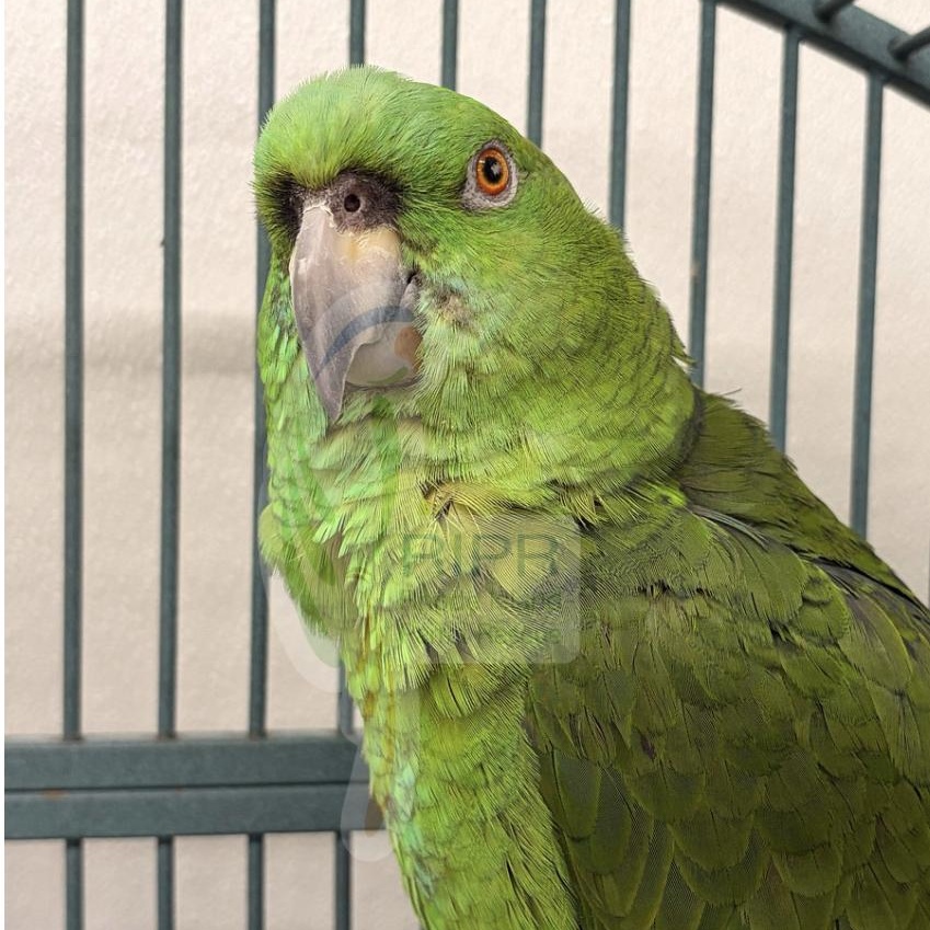 Buddy, Adoptable, Adult Unknown Amazon.