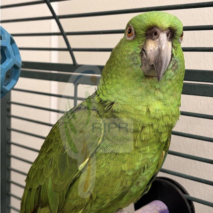 Enlarge Buddy, a Adoptable Amazon in Warwick, RI image 2/3