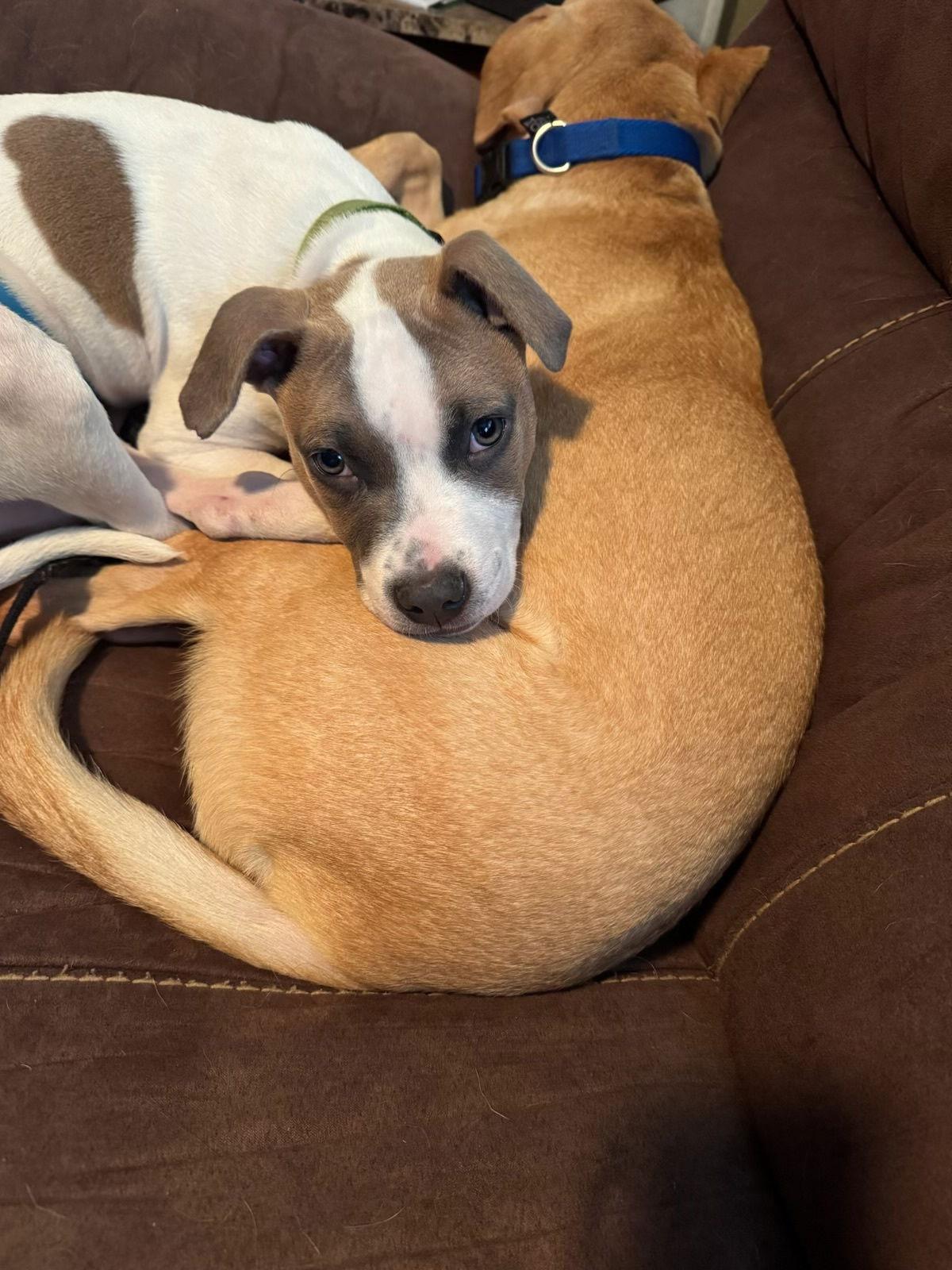 Finn, a Adoptable Rhodesian Ridgeback in Tonawanda, NY image 1/3