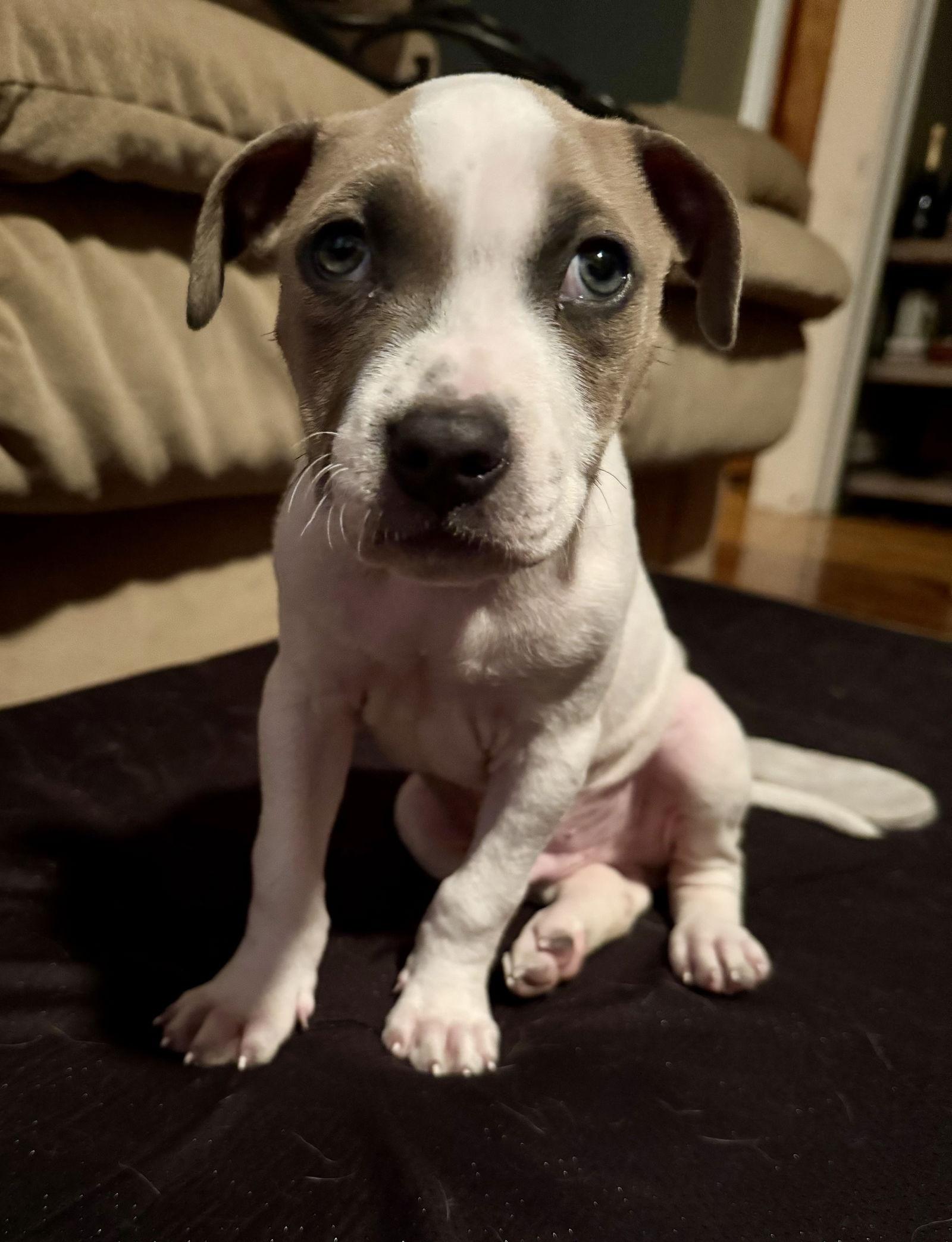 Finn, a Adoptable Rhodesian Ridgeback in Tonawanda, NY image 2/3