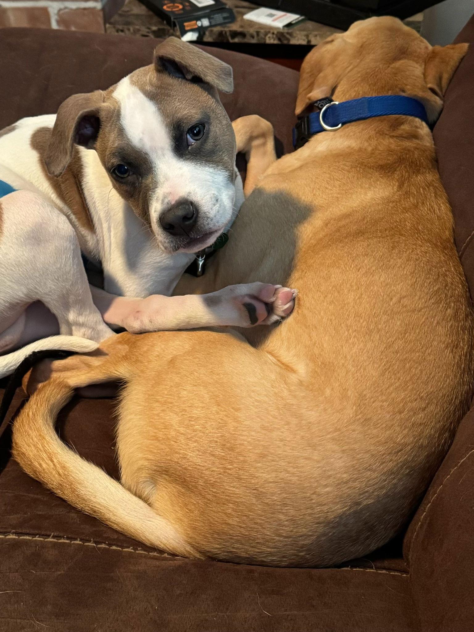 Finn, a Adoptable Rhodesian Ridgeback in Tonawanda, NY image 3/3