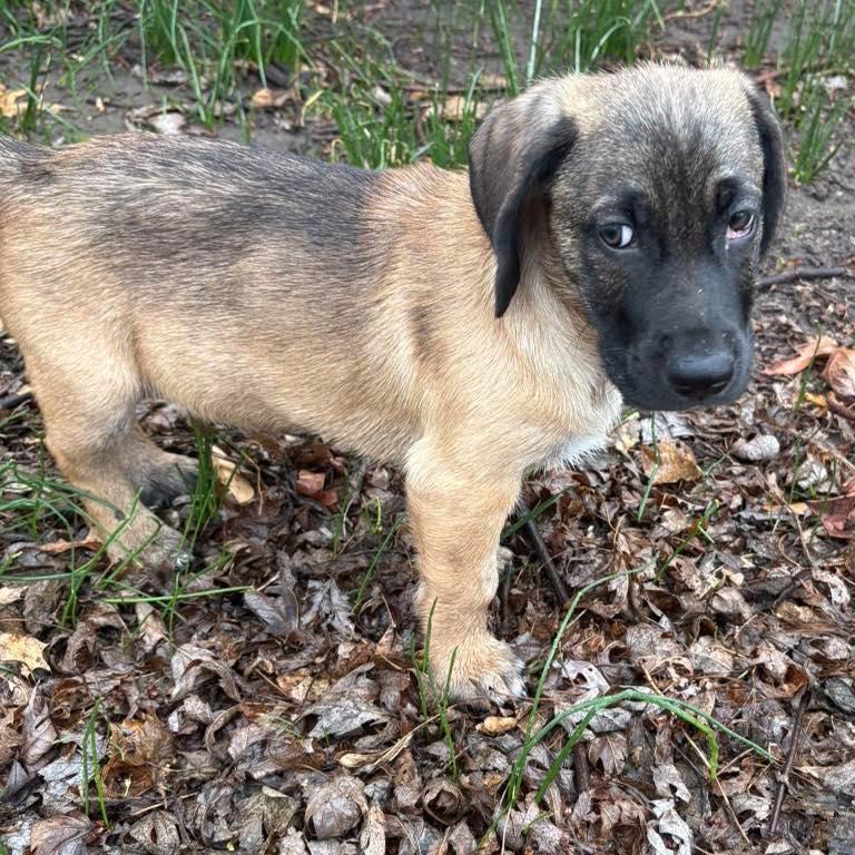 Enlarge Willy, a ADOPTABLE mixed breed in Broken Arrow, OK image 3/6