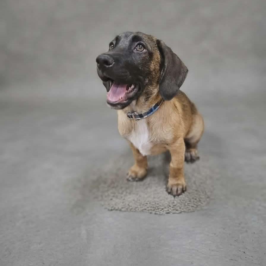 Enlarge Willy, a ADOPTABLE mixed breed in Broken Arrow, OK image 5/6