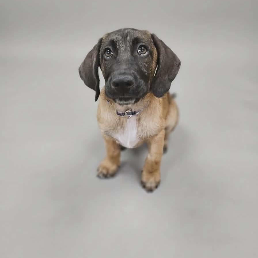 Enlarge Willy, a ADOPTABLE mixed breed in Broken Arrow, OK image 6/6