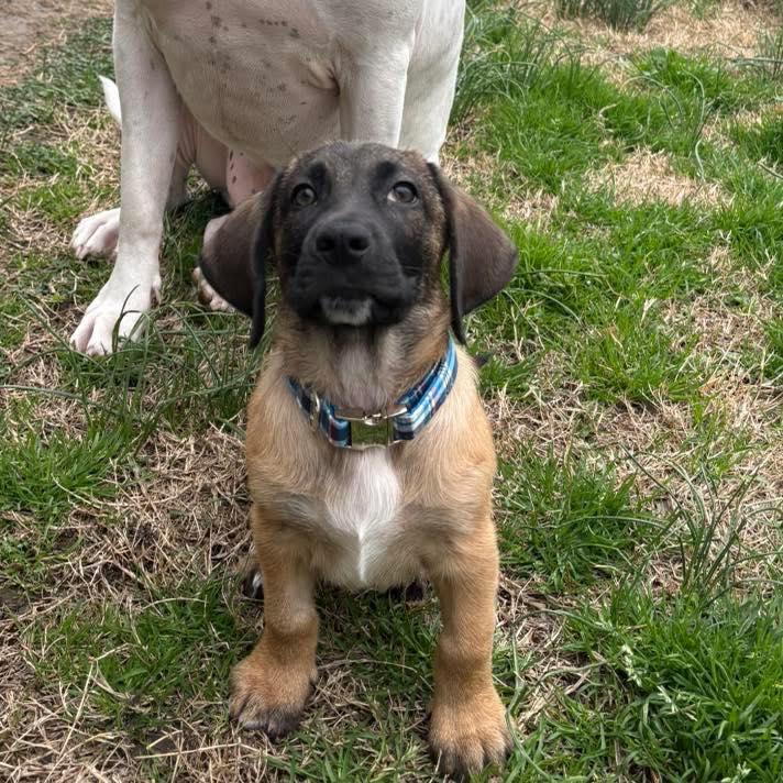 Enlarge Willy, a ADOPTABLE mixed breed in Broken Arrow, OK image 4/6