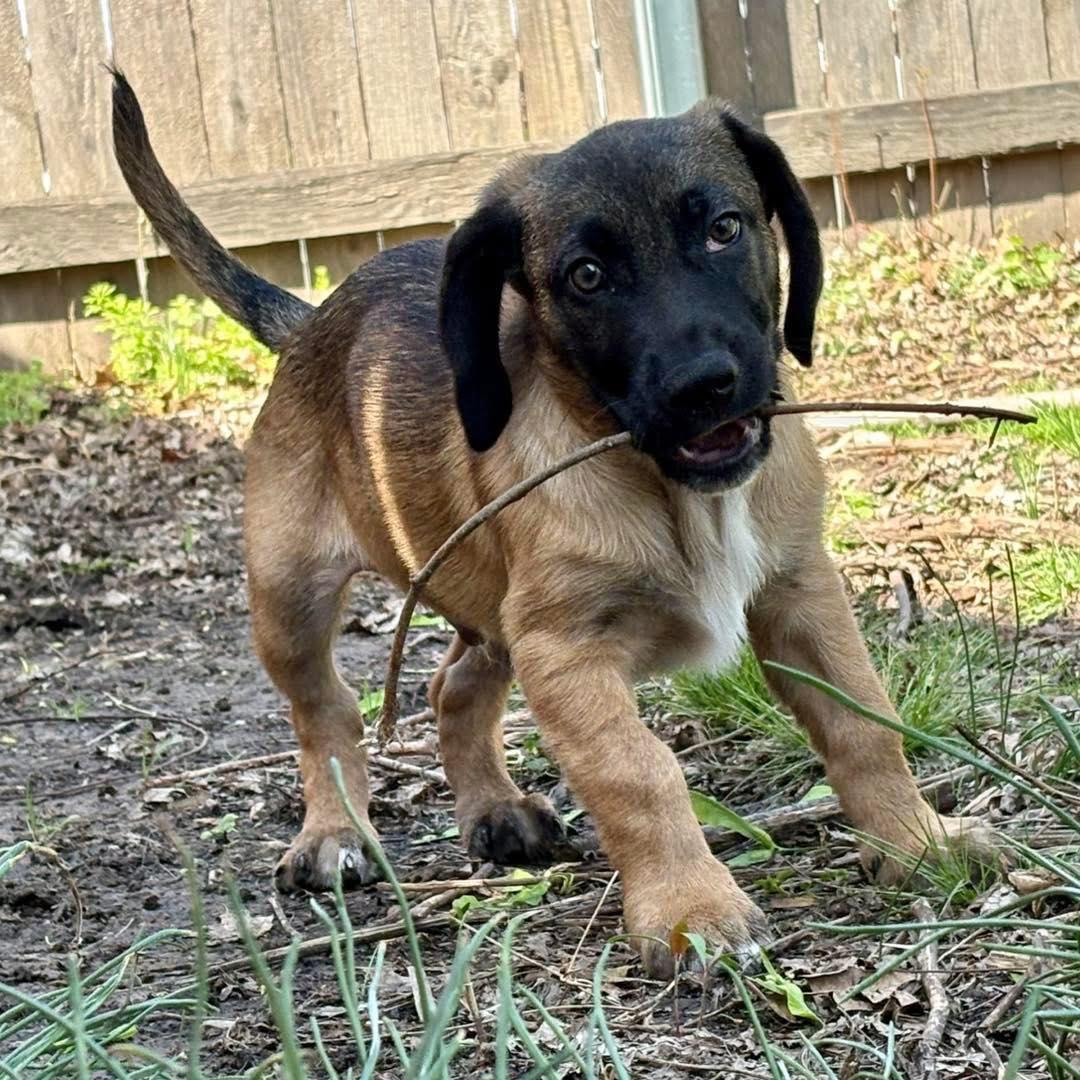 Enlarge Willy, a ADOPTABLE mixed breed in Broken Arrow, OK image 2/6