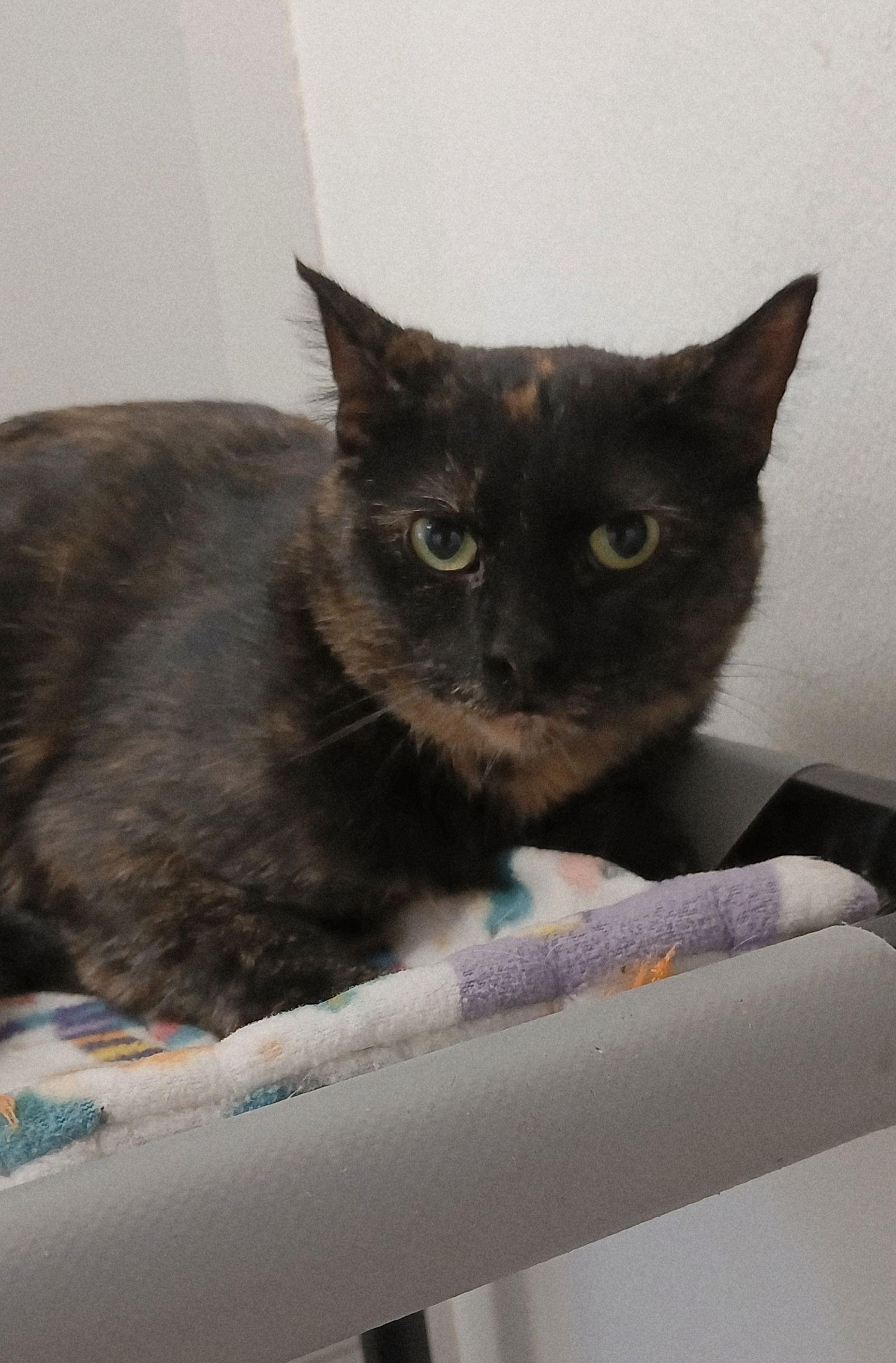 Marble, Adoptable, Adult Female Tortoiseshell & Domestic Short Hair.