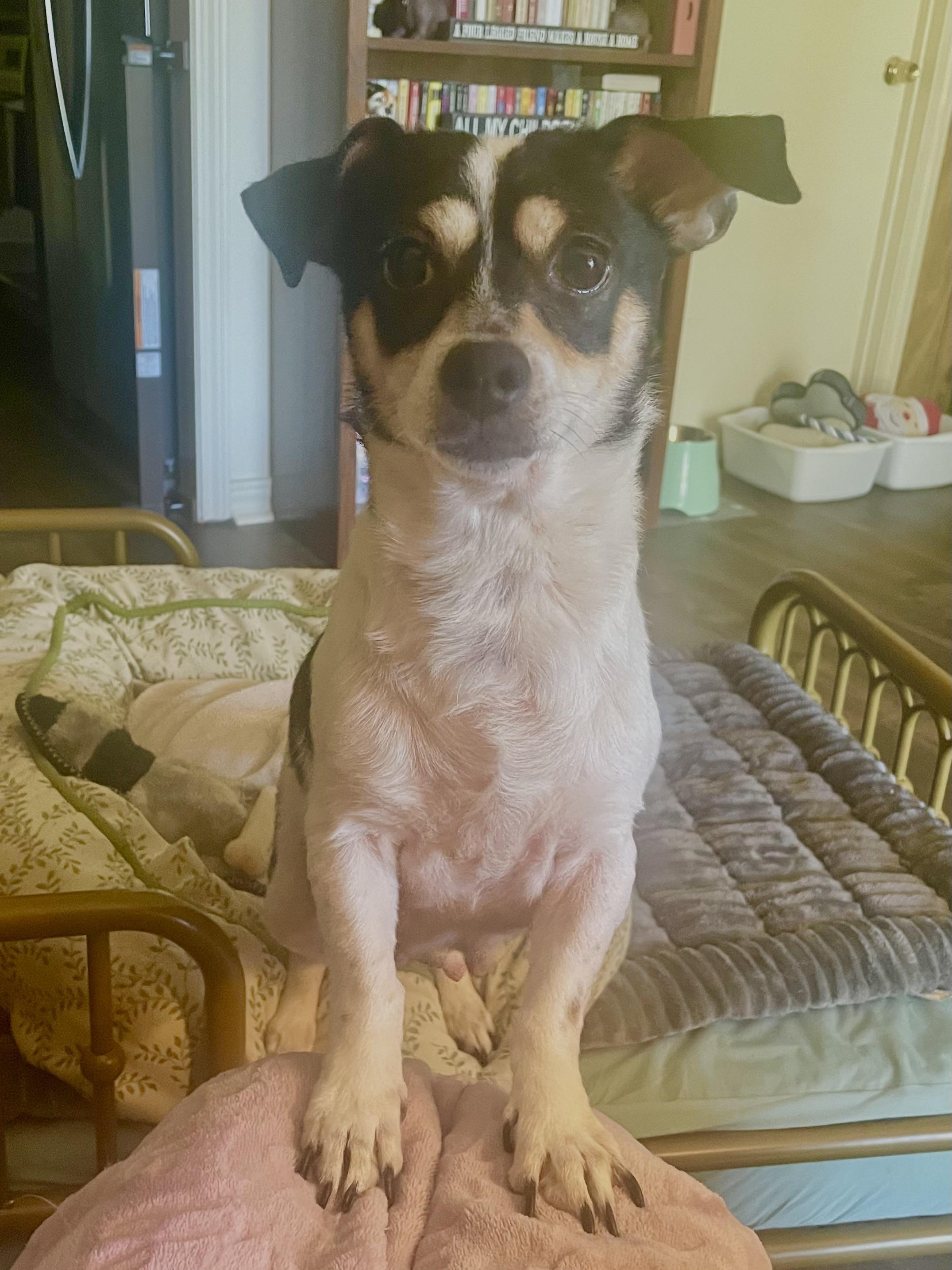 Enlarge Cardi-mom in Texarkana TX, a Adoptable mixed breed in Texarkana, TX image 2/6