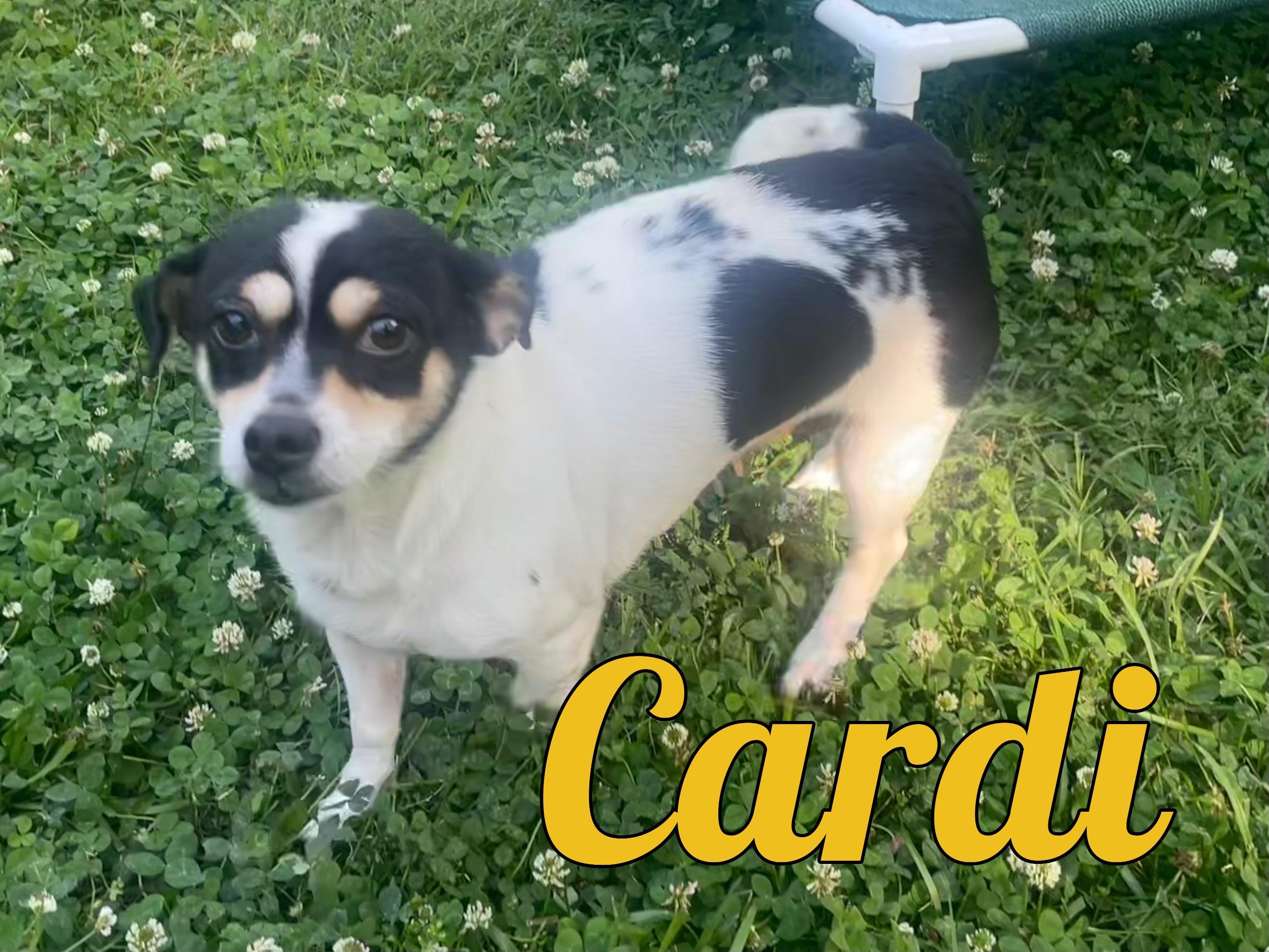 Cardi in Texarkana TX, Adoptable, Adult Female Chihuahua & Chihuahua.