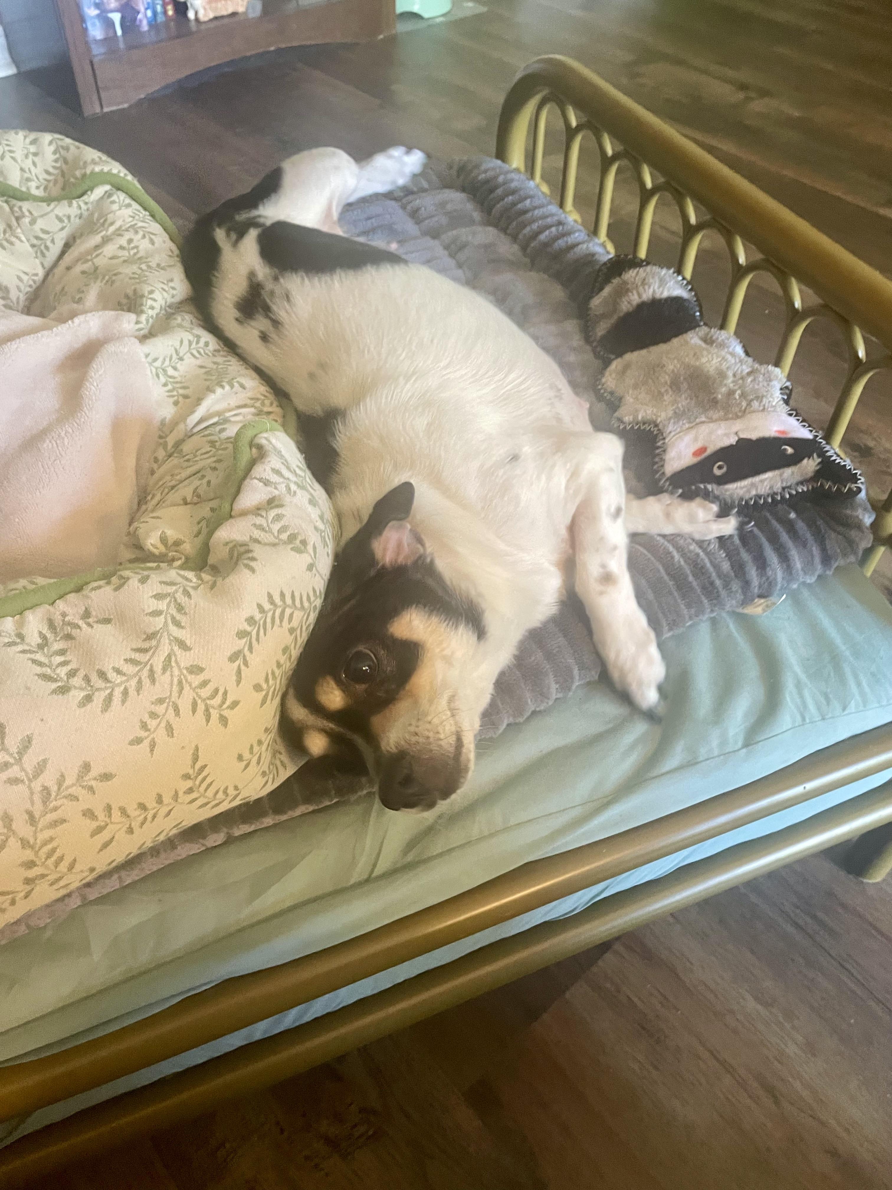 Enlarge Cardi-mom in Texarkana TX, a Adoptable mixed breed in Texarkana, TX image 5/6