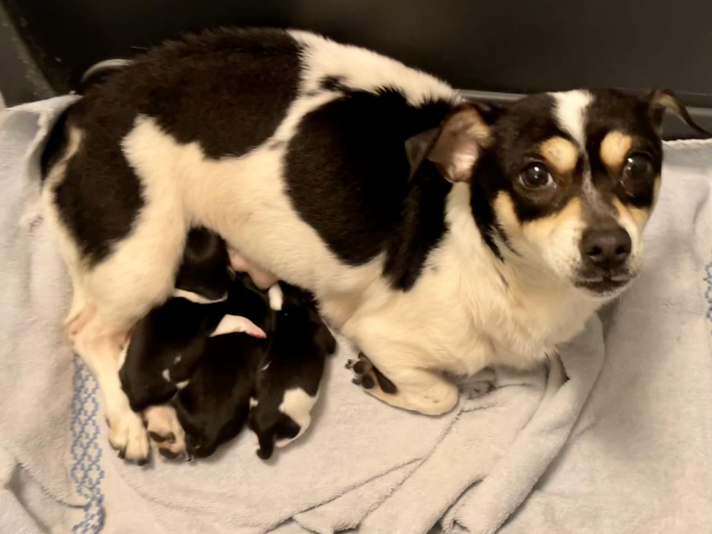 Enlarge Cardi-mom in Texarkana TX, a Adoptable mixed breed in Texarkana, TX image 3/6