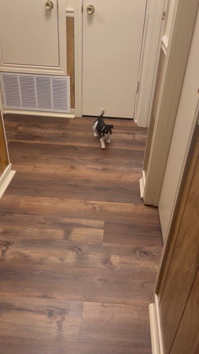 Enlarge Cardi-mom in Texarkana TX, a Adoptable mixed breed in Texarkana, TX video 6/6