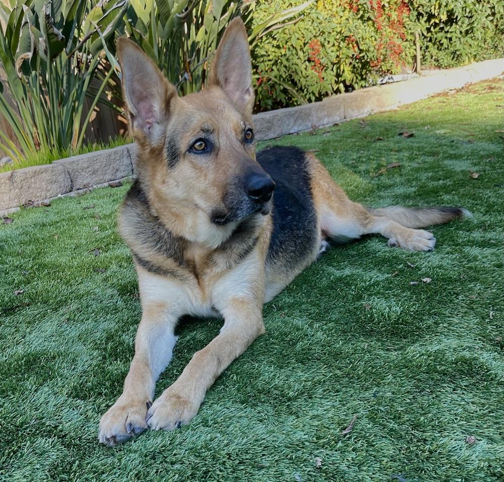 Dax, Adoptable, Adult Male German Shepherd Dog.