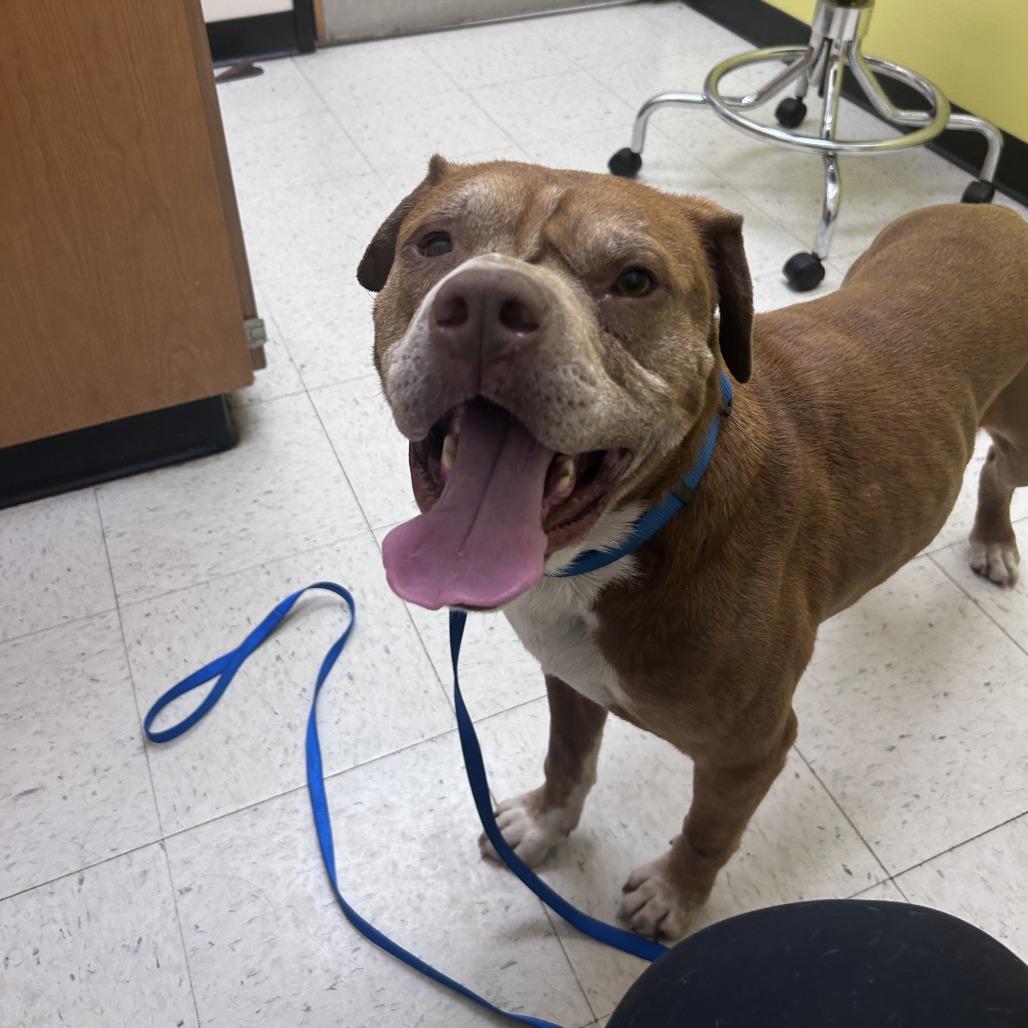 Gunner, a Adoptable mixed breed in Mooresville, NC image 2/5
