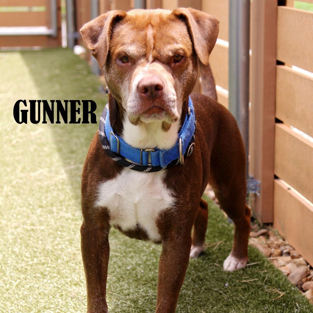 Gunner, a Adoptable mixed breed in Mooresville, NC image 3/5