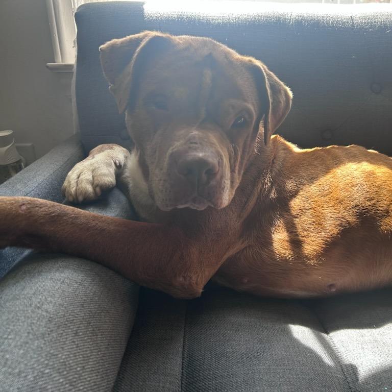 Gunner, a Adoptable mixed breed in Mooresville, NC image 4/5