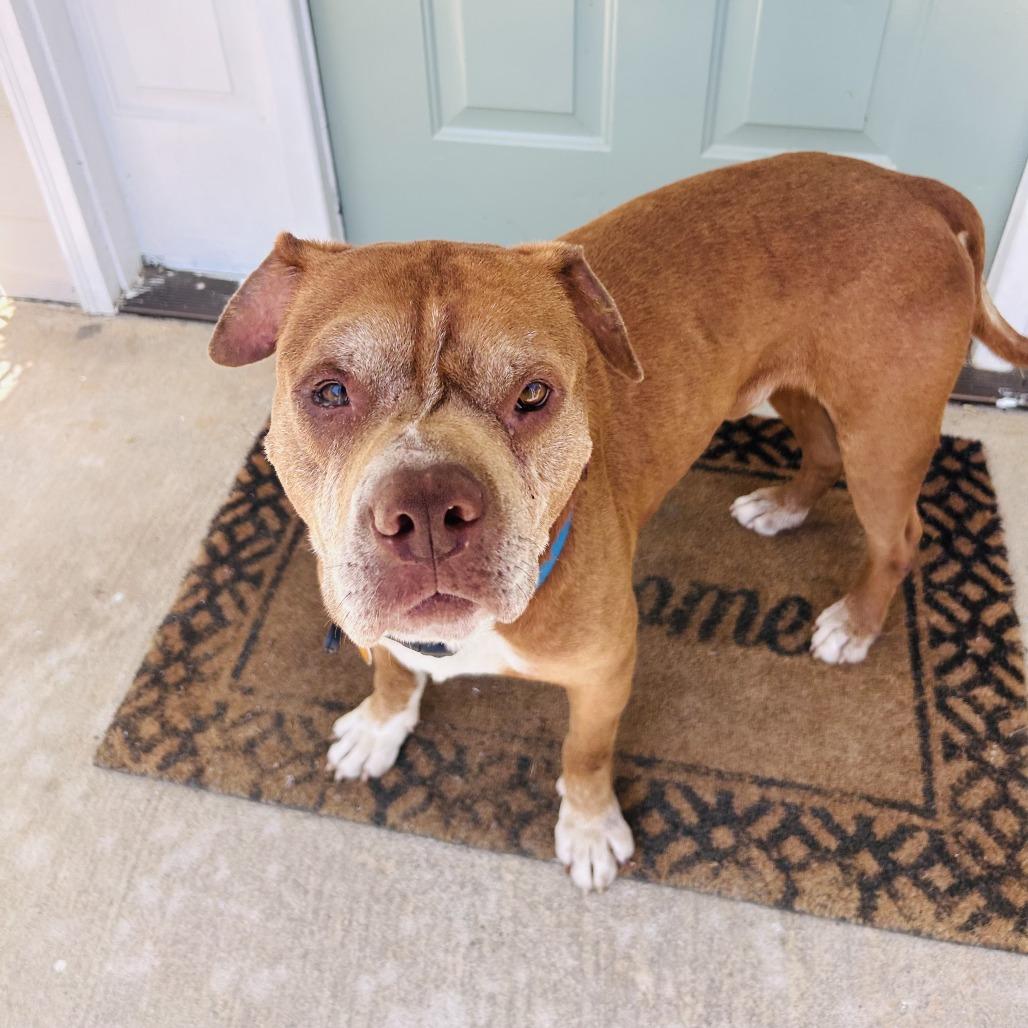 Gunner, a Adoptable mixed breed in Mooresville, NC image 5/5