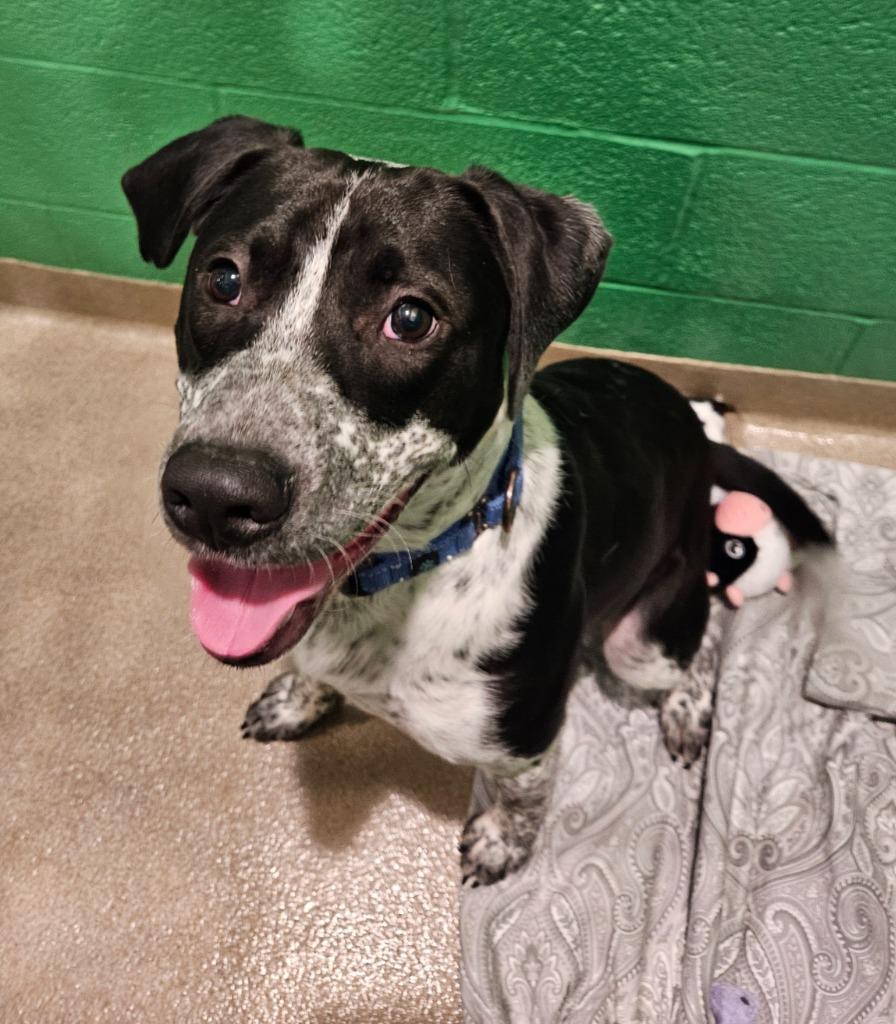 Wilbur, Adoptable, Young Male Mixed Breed & Hound.