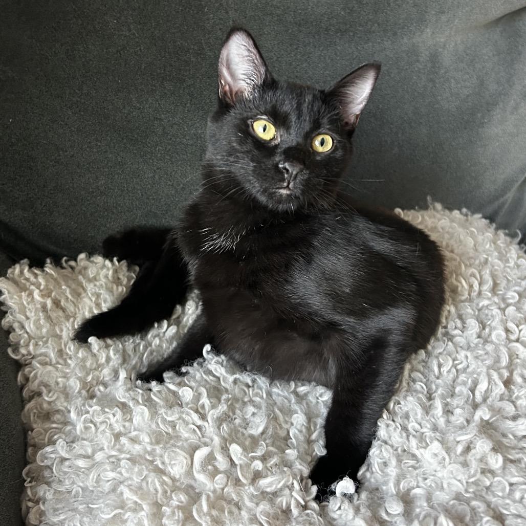 Enlarge Saffron, a Adoptable Domestic Short Hair in Spokane, WA image 1/2