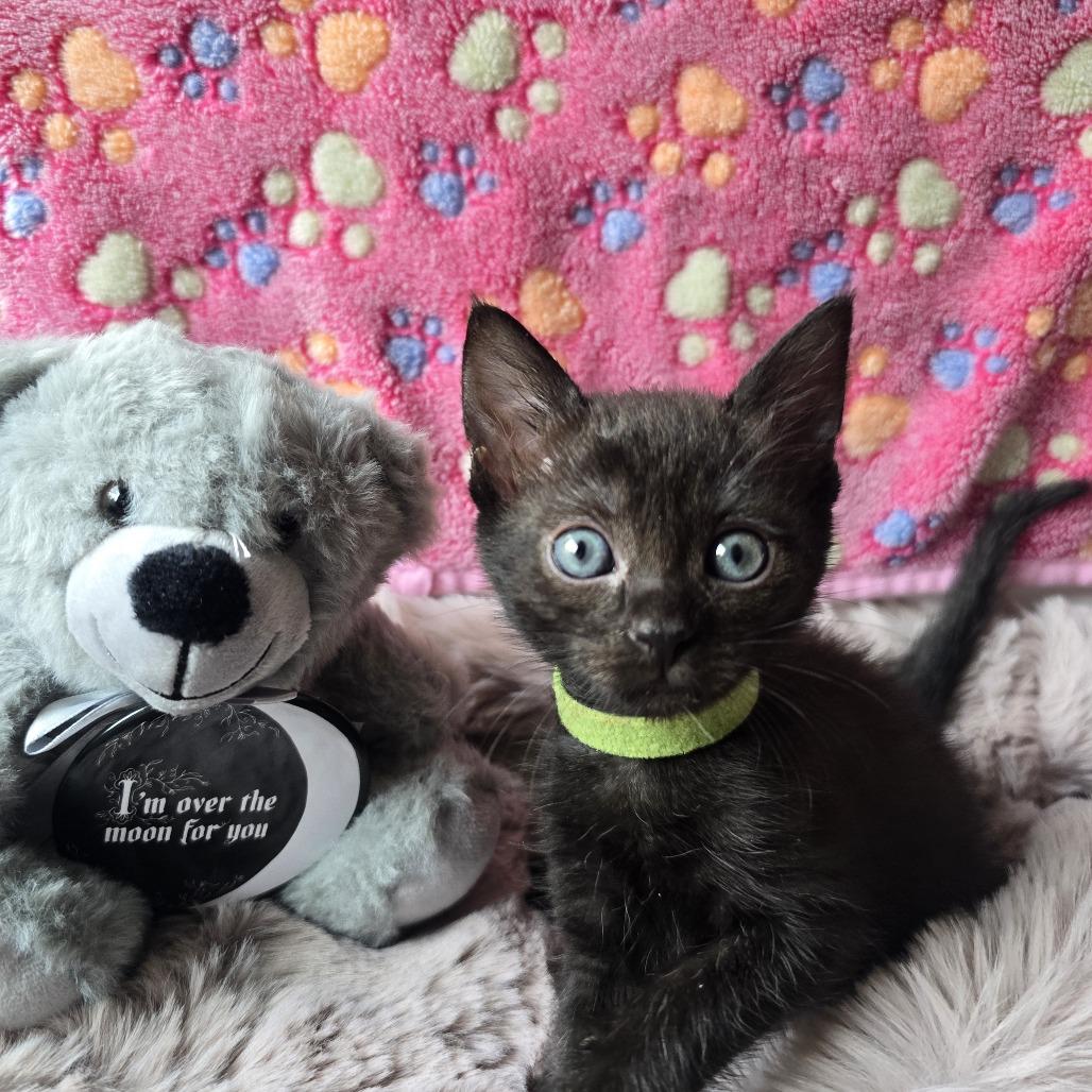 Enlarge Saffron, a Adoptable Domestic Short Hair in Spokane, WA image 2/2