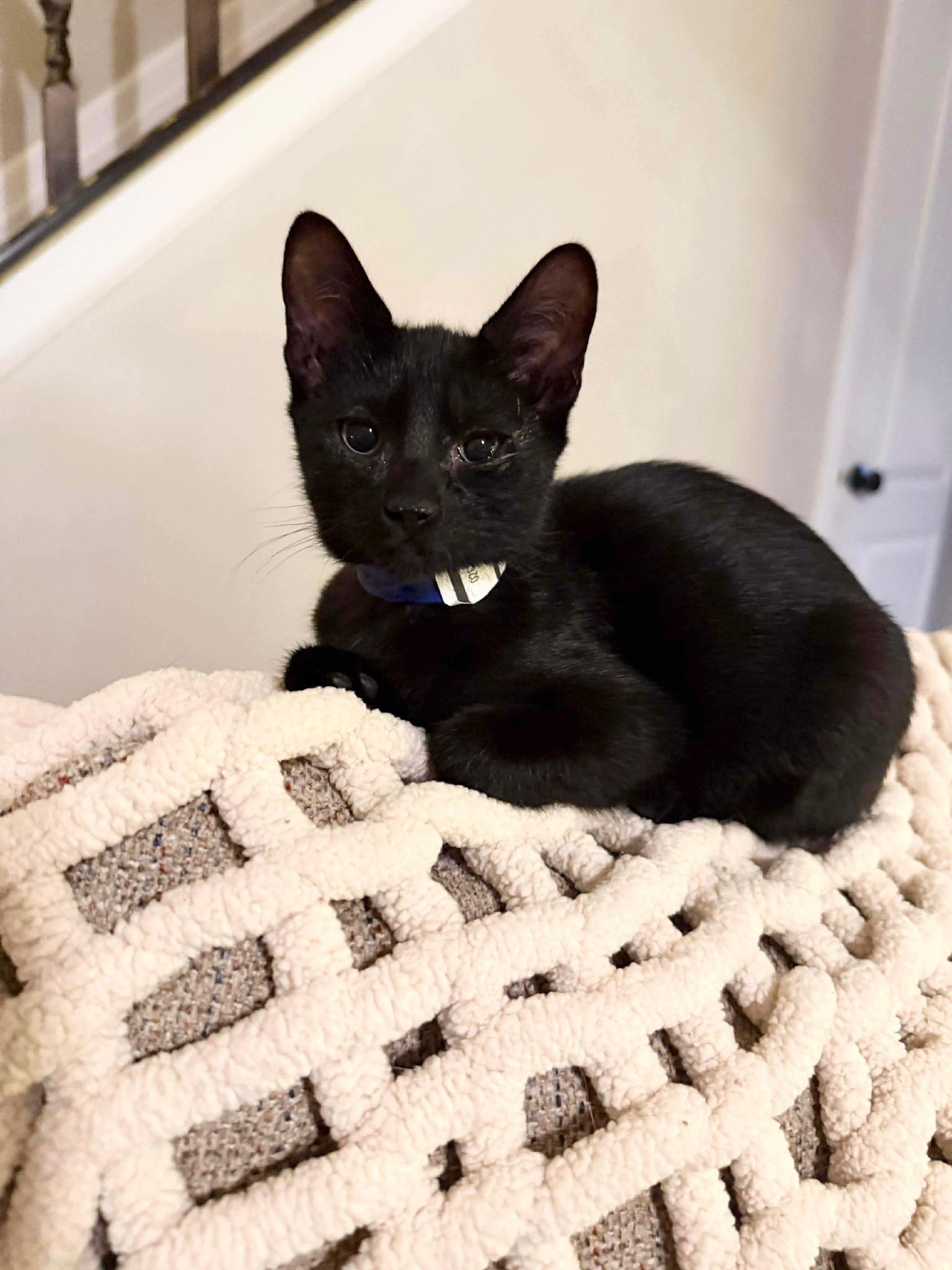 snuggly hash browns, ADOPTABLE, Kitten Male Domestic Short Hair.
