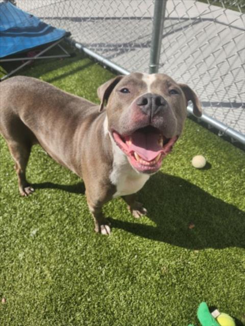 ROCKFORD, Adoptable, Adult Male Pit Bull Terrier.